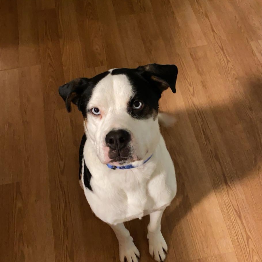 Enlarge Blue, an adopted mixed breed in Phillipsburg, NJ image 2/4