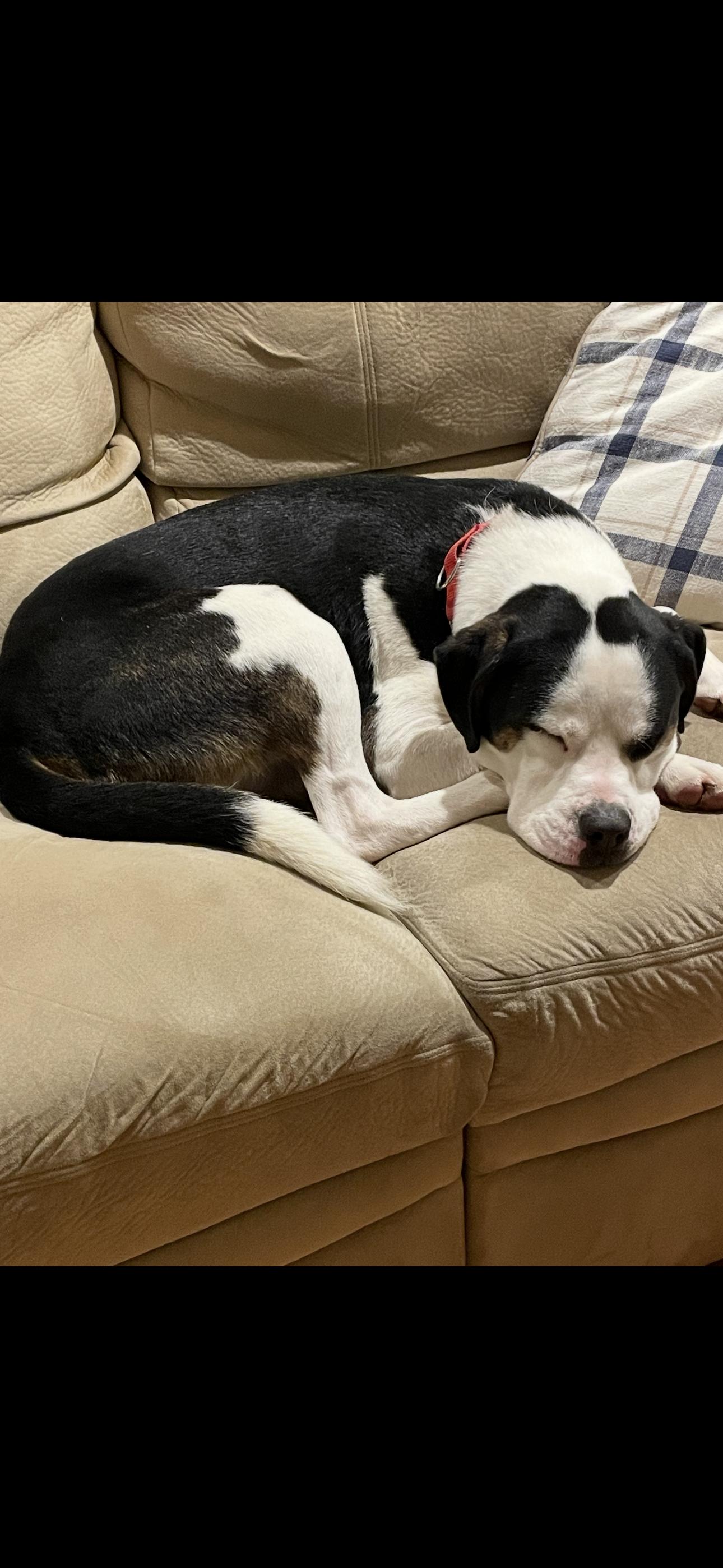 Enlarge Blue, an adopted mixed breed in Phillipsburg, NJ image 4/4