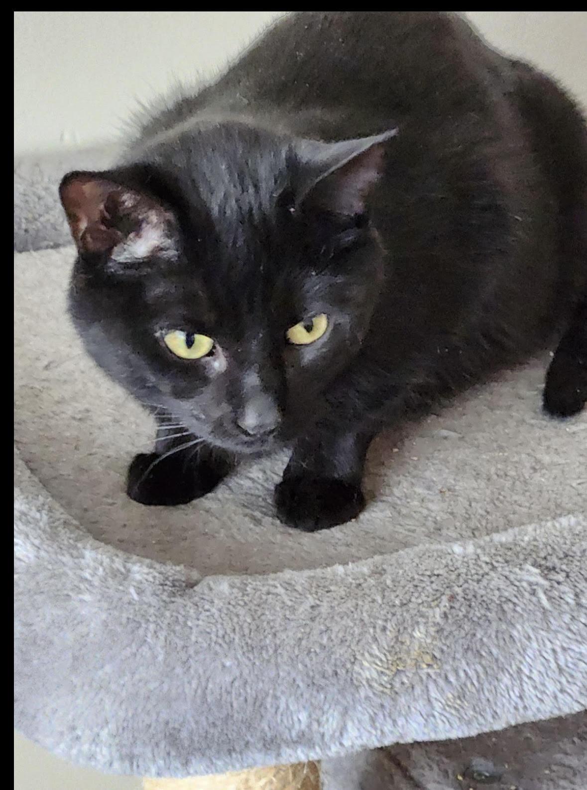 Enlarge Sheba, a Adoptable mixed breed in Howell, MI image 1/1