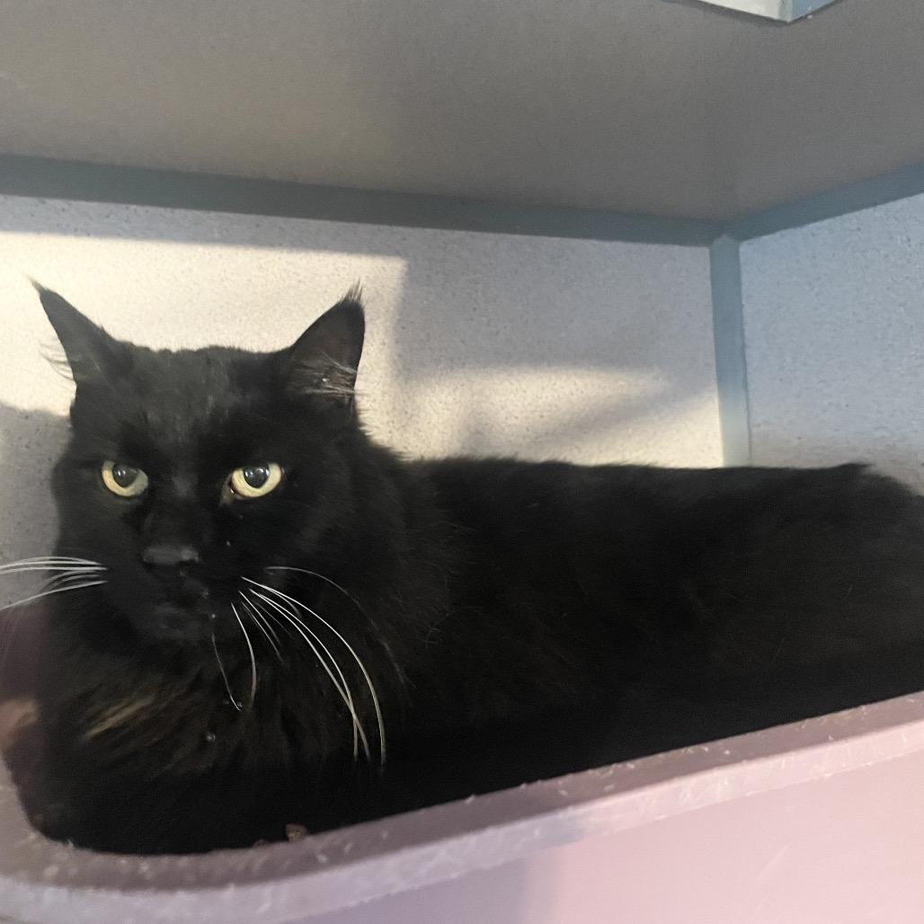 Enlarge Fluffy, a ADOPTABLE Domestic Long Hair in Hudson, NY image 1/1