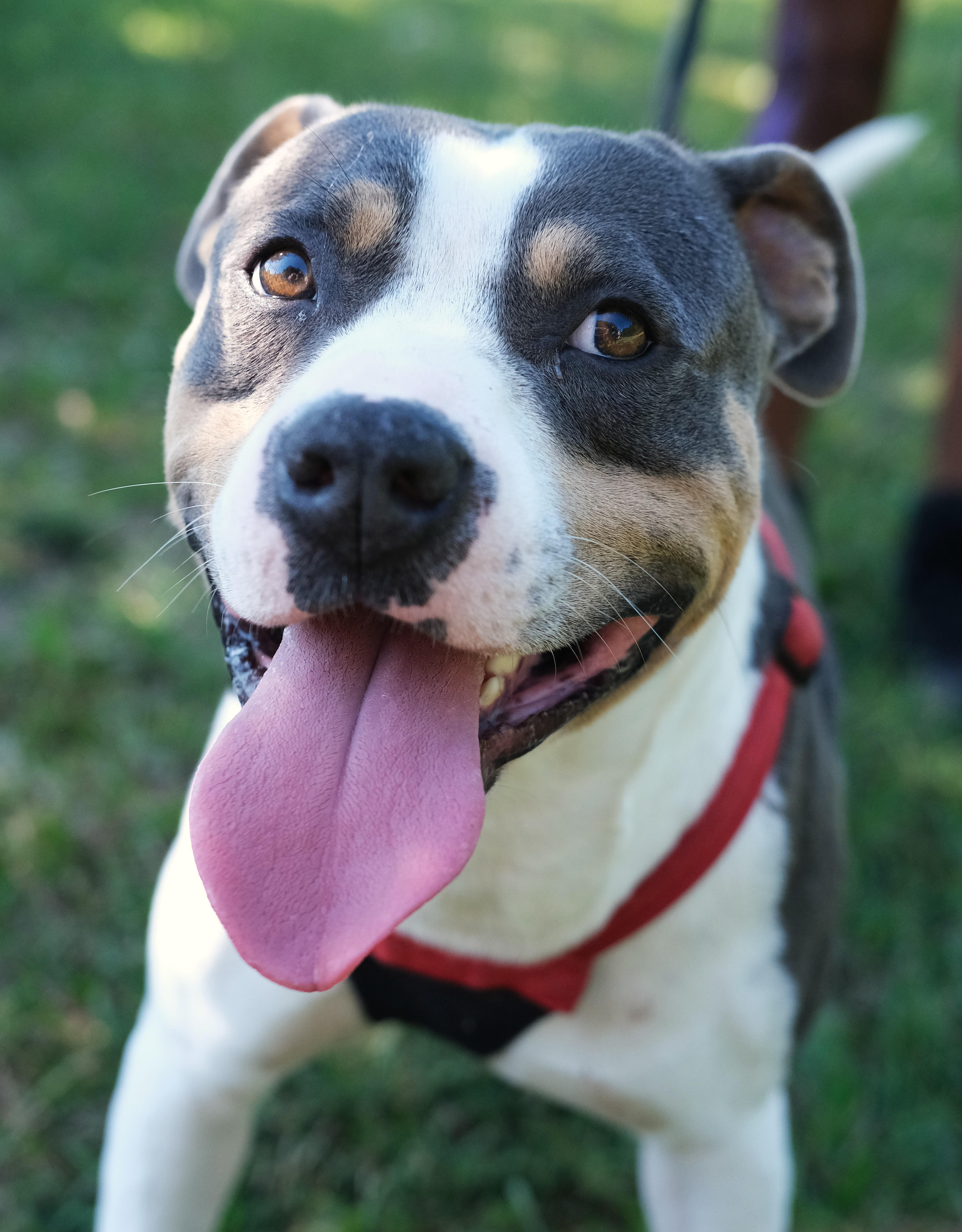 Mr. Bobinsky, Adoptable, Young Male Pit Bull Terrier & Pit Bull Terrier.