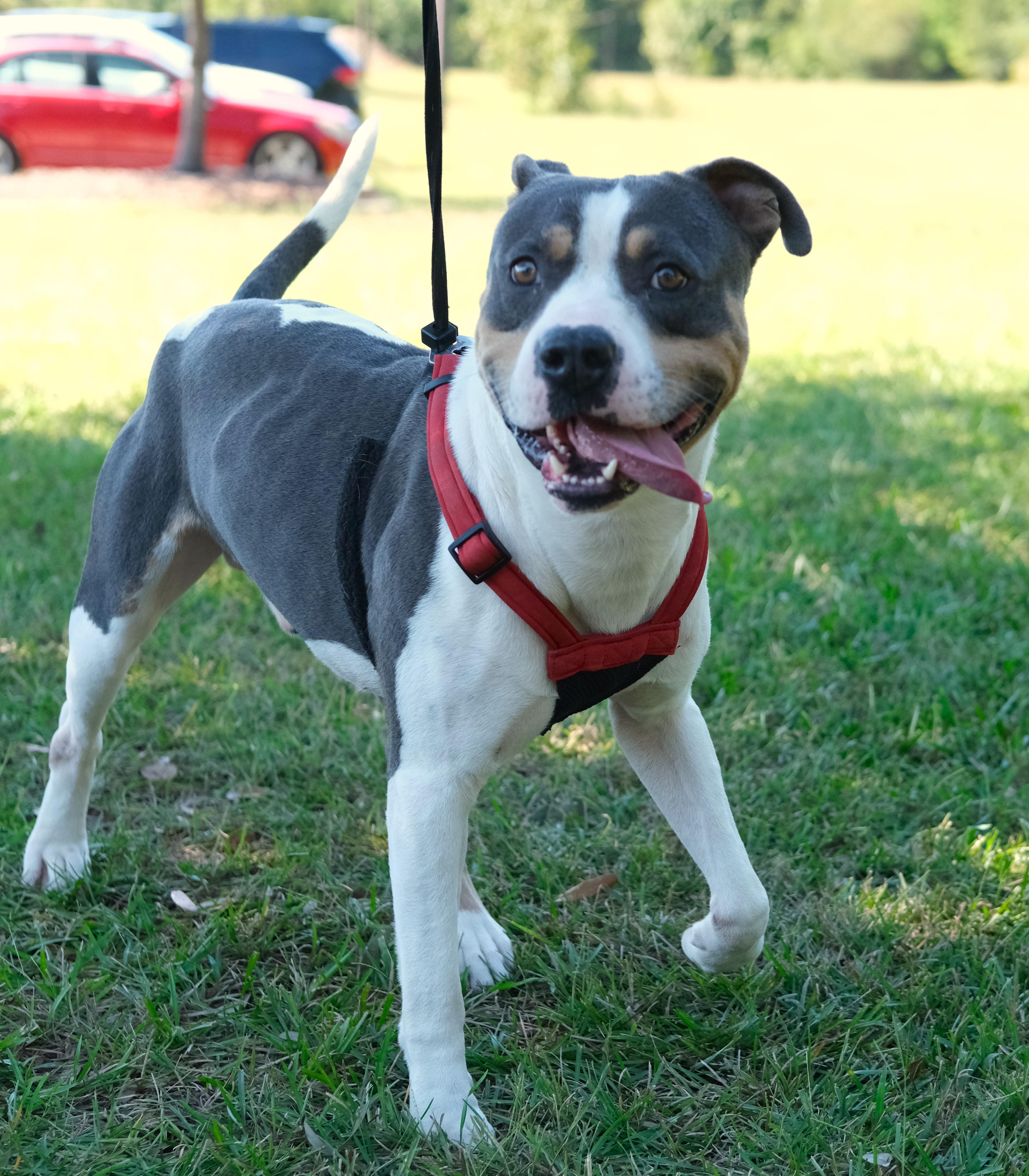 Enlarge Mr. Bobinsky, a Adoptable mixed breed in Winnabow, NC image 2/2