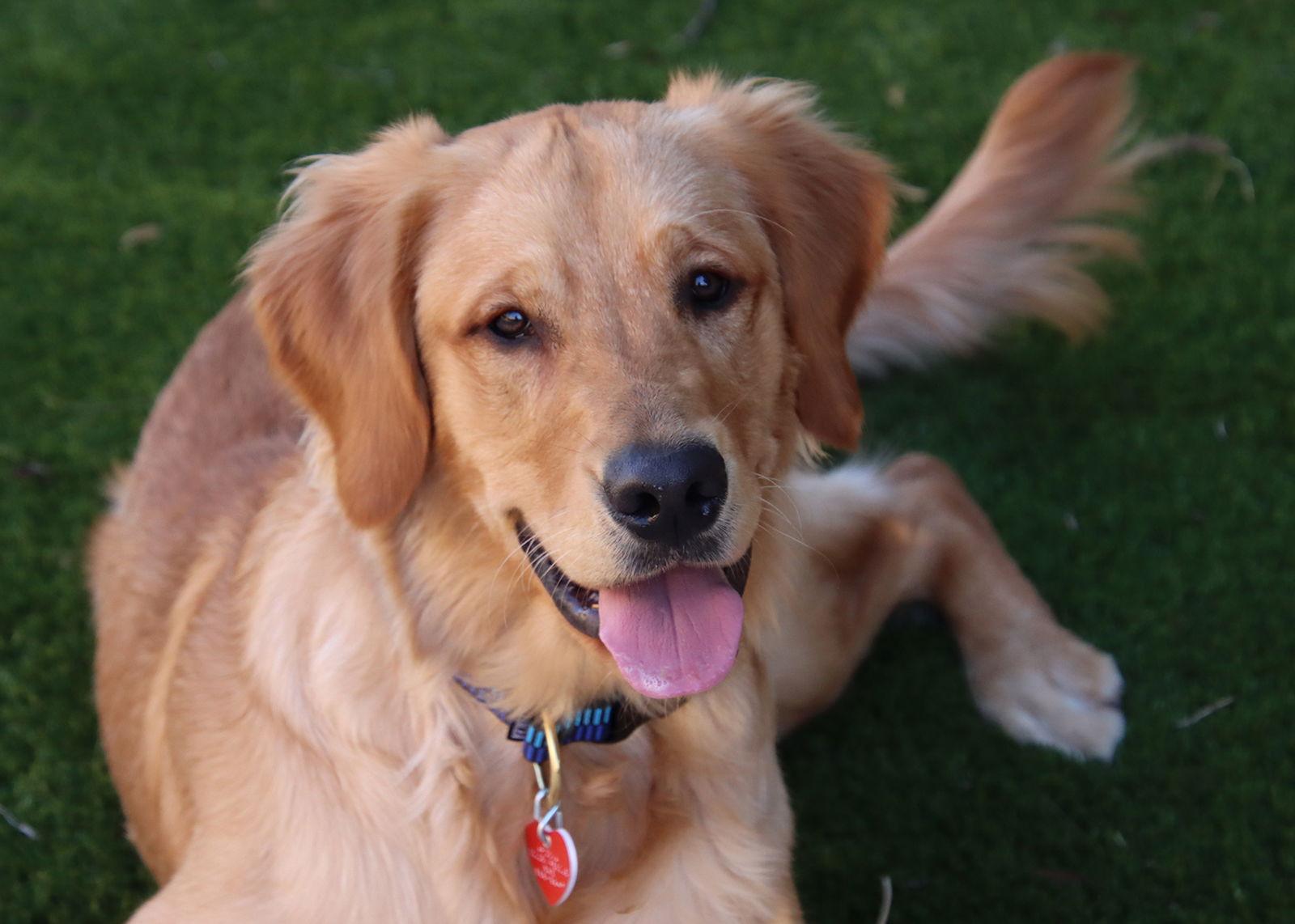 Hank, Adopted, Puppy Male Golden Retriever.