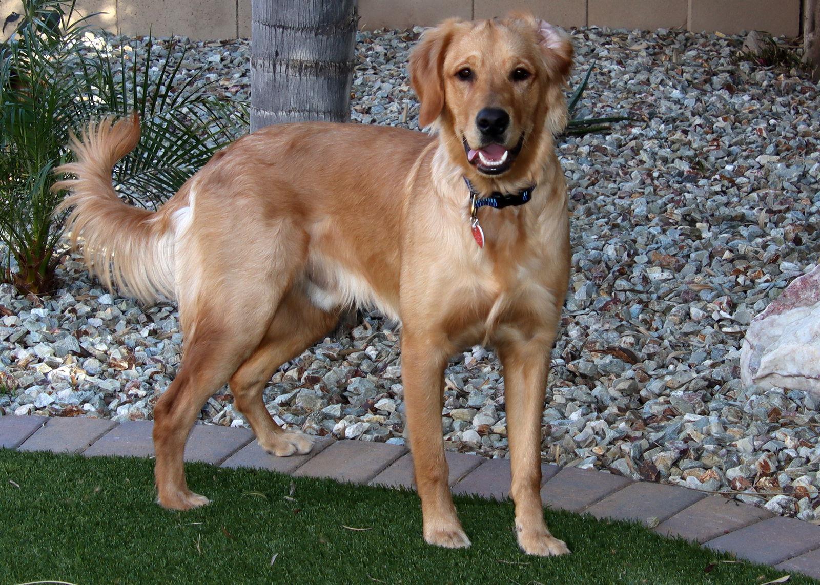 Enlarge Hank, a Adopted Golden Retriever in Glendale, AZ image 2/3