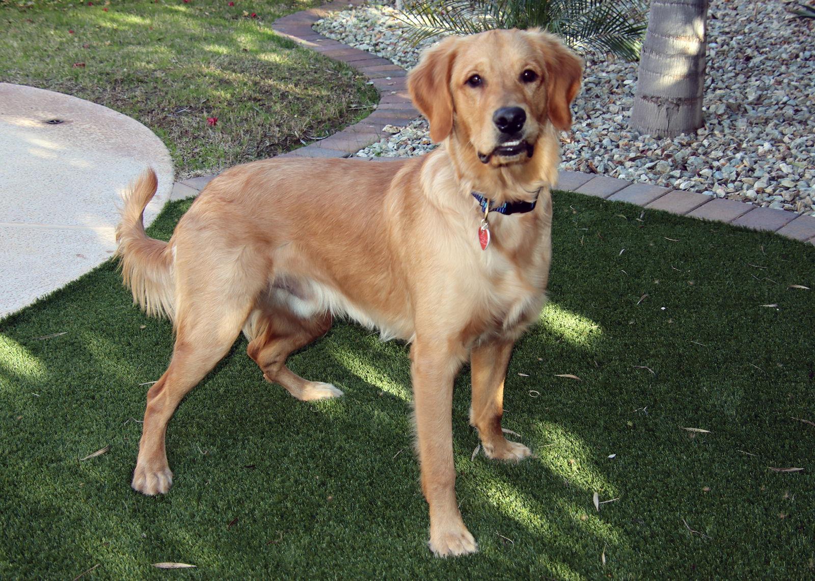 Enlarge Hank, a Adopted Golden Retriever in Glendale, AZ image 3/3