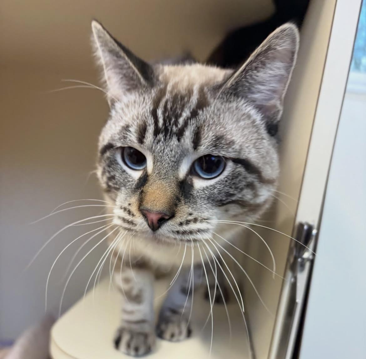 Pyewacket, adopted, Young Male Domestic Short Hair.