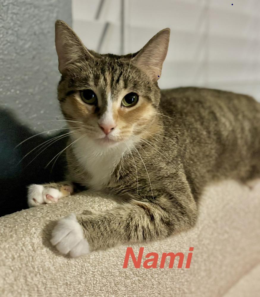 Nami, Adoptable, Young Female Tabby.