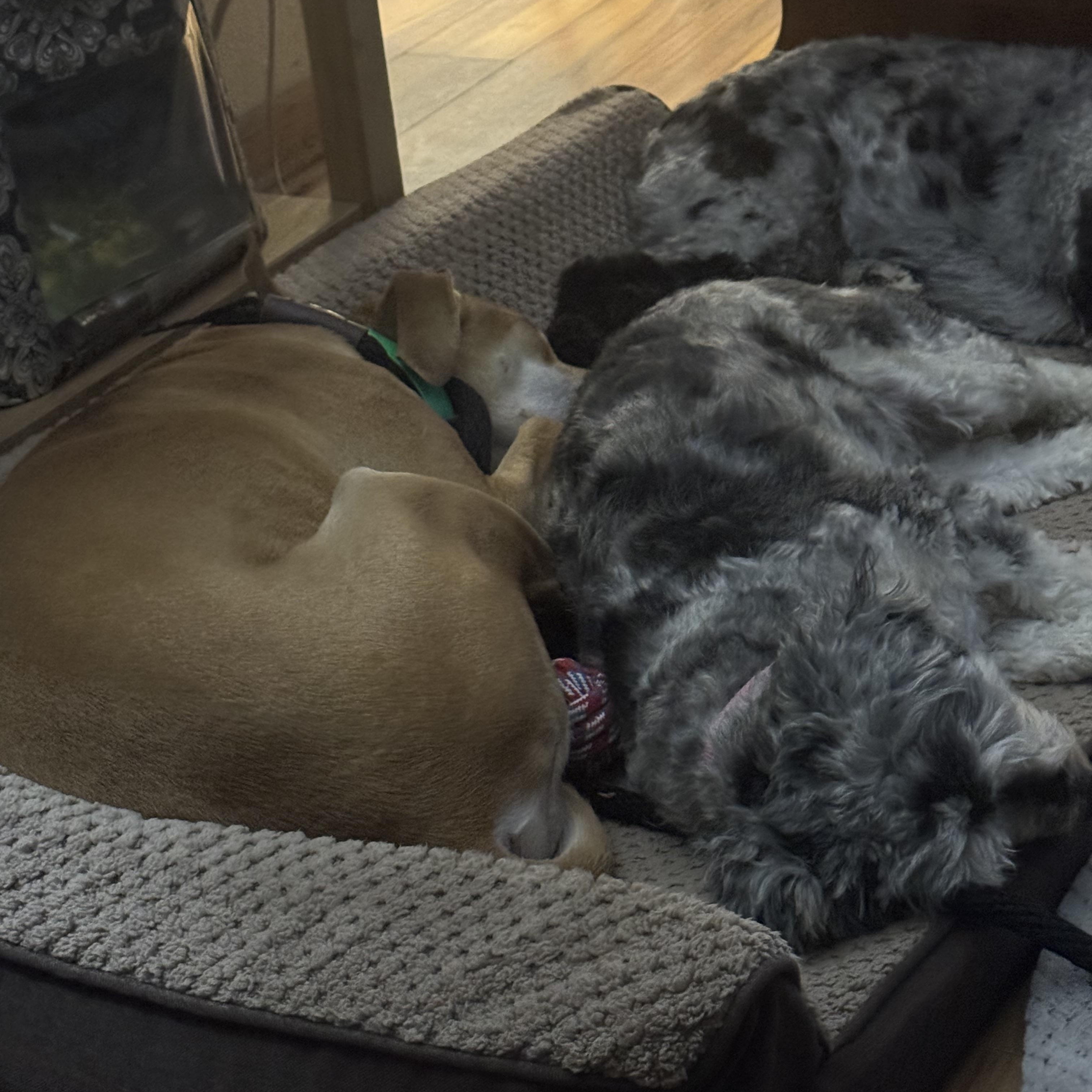 TANNER (Affectionate, Athletic, Loves to Ride the Mule, Good With Cats/Dogs)