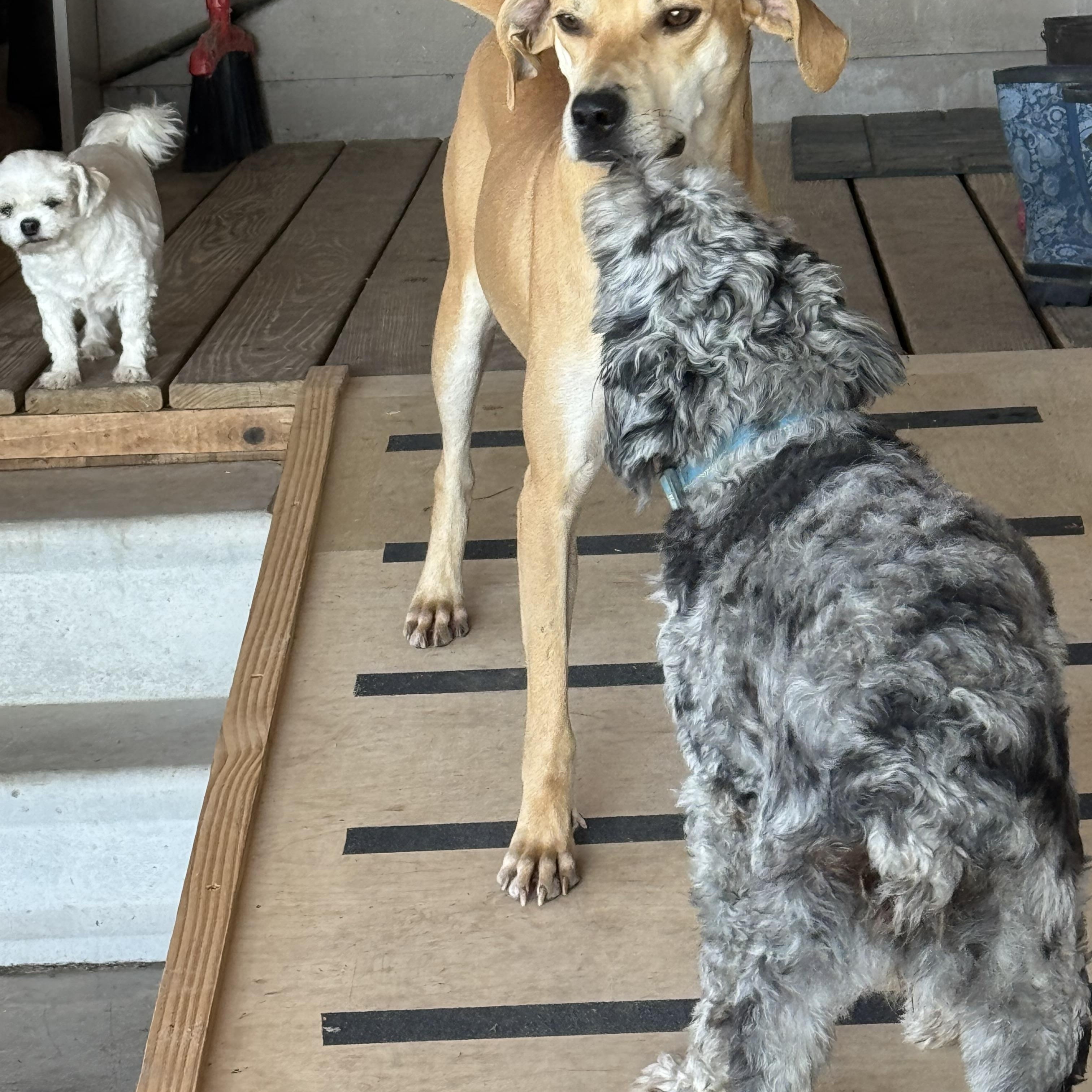 TANNER (Affectionate, Athletic, Loves to Ride the Mule, Good With Cats/Dogs) — thumbnail 2