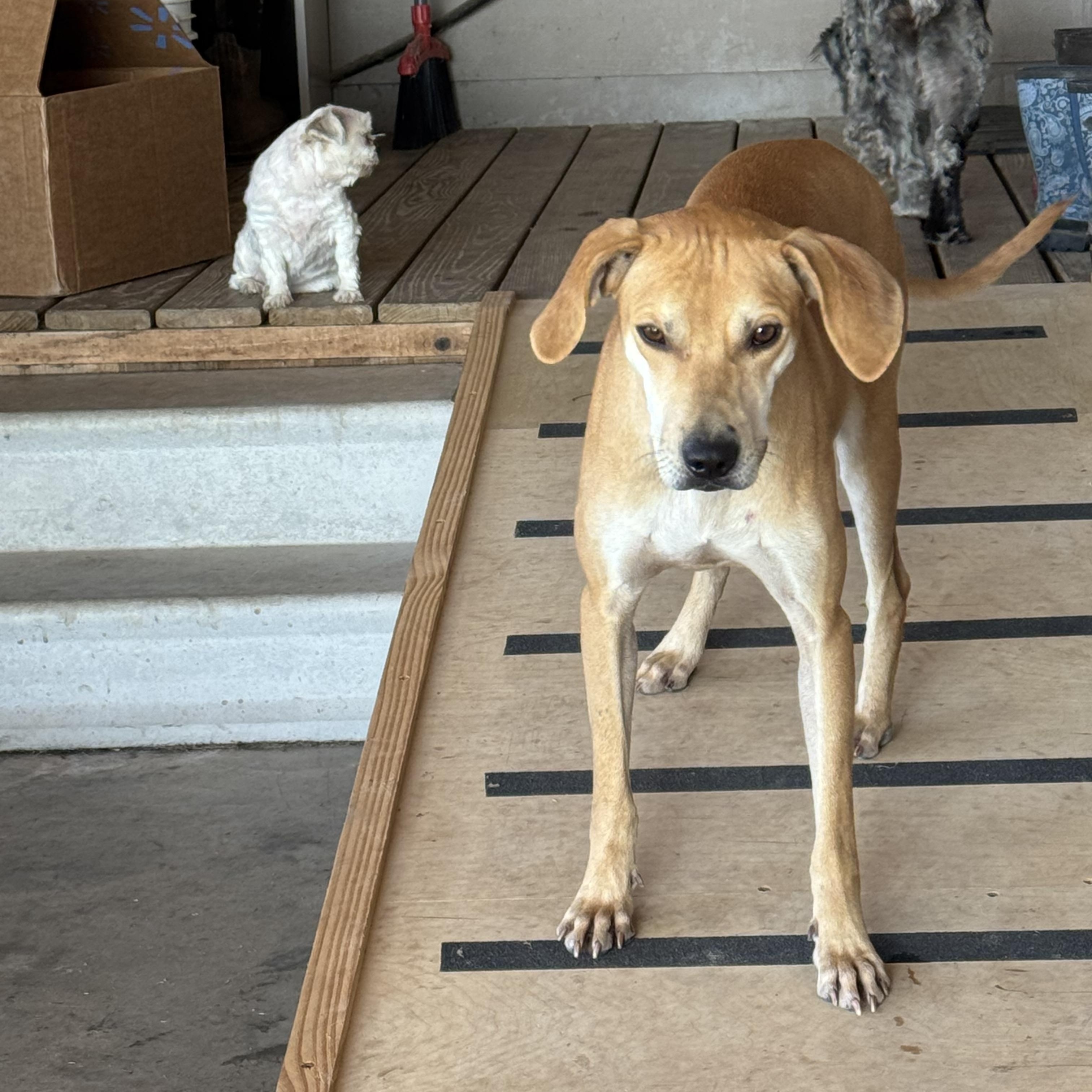 TANNER (Affectionate, Athletic, Loves to Ride the Mule, Good With Cats/Dogs) — thumbnail 3