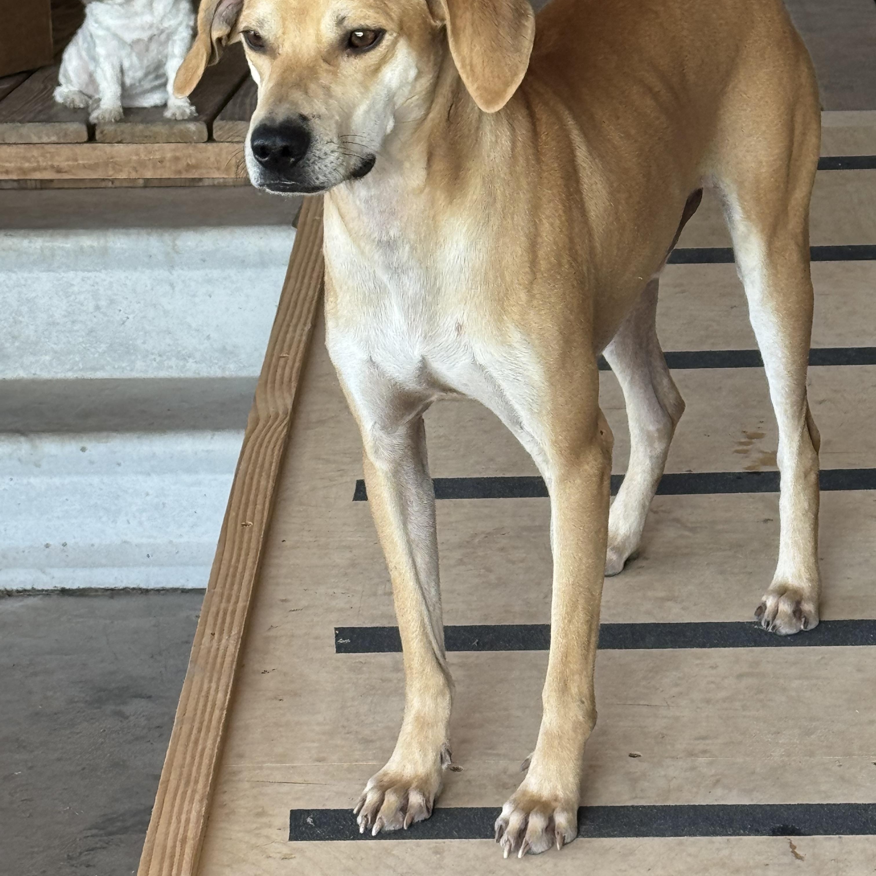 TANNER (Affectionate, Athletic, Loves to Ride the Mule, Good With Cats/Dogs) — thumbnail 5