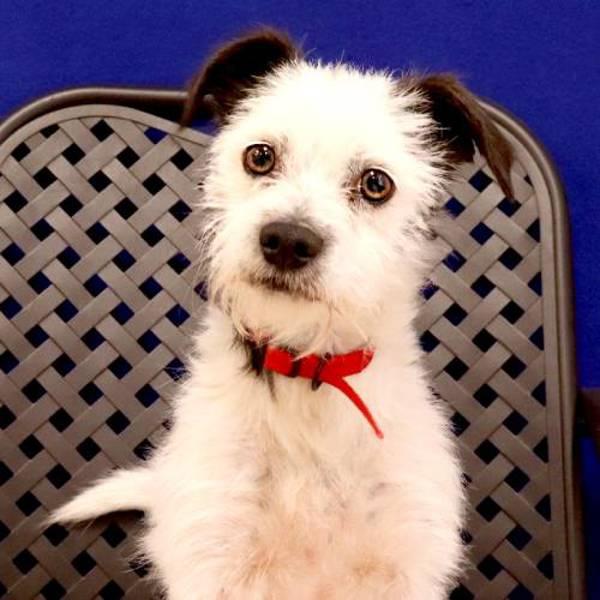 Breadstick, Adoptable, Adult Male Terrier.