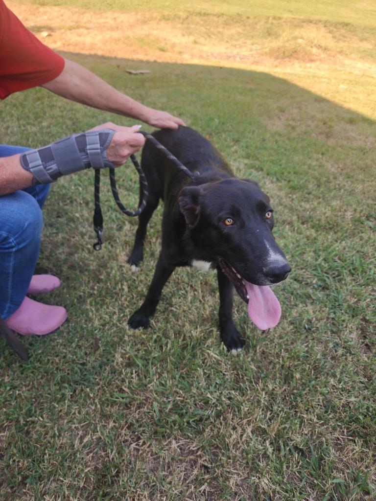 Duncan, Adoptable, Puppy Male Mixed Breed.