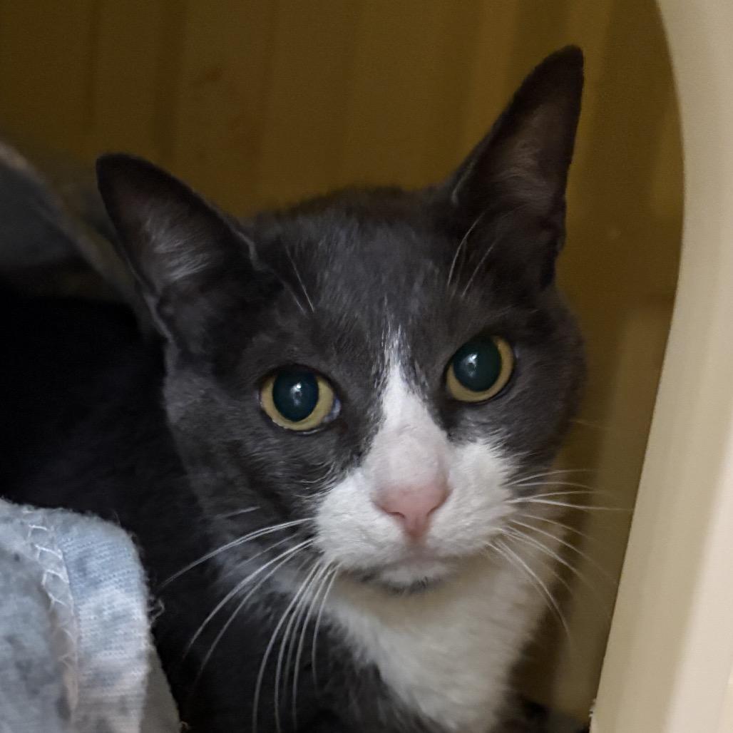 Enlarge Sox, a Adoptable Domestic Short Hair in Newberg, OR image 1/1