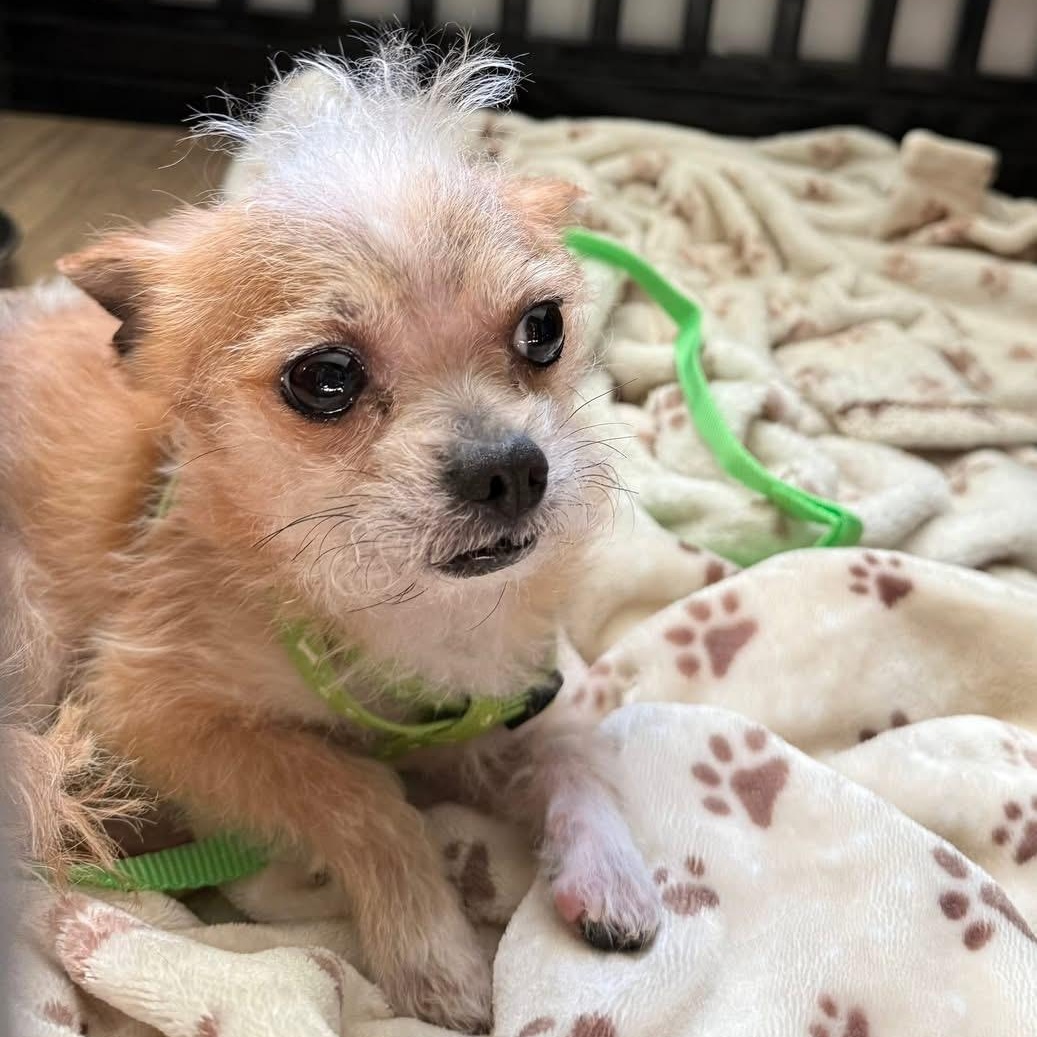Buddy, an adopted mixed breed in Charlotte, NC image 5/6