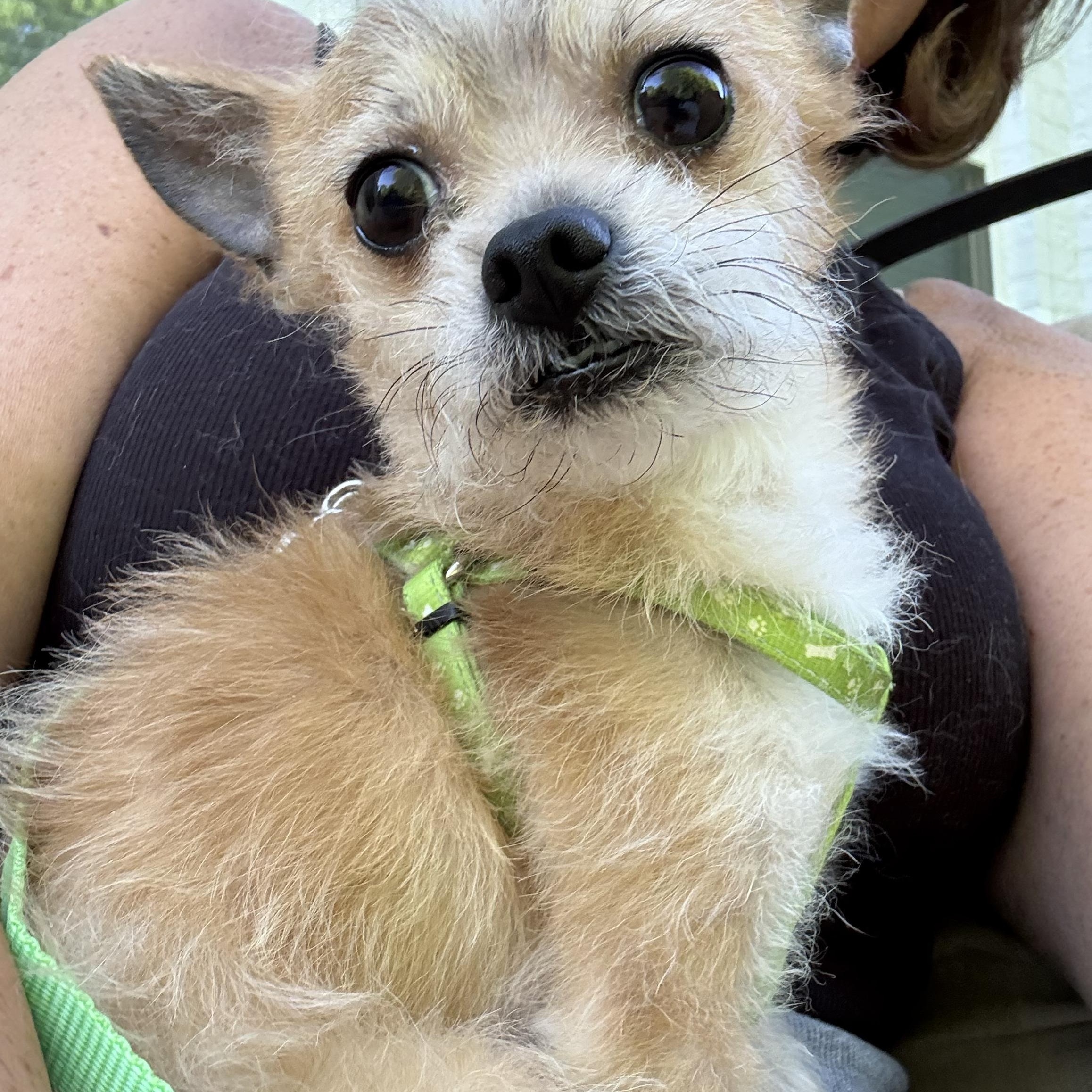 Buddy, an adopted mixed breed in Charlotte, NC image 6/6