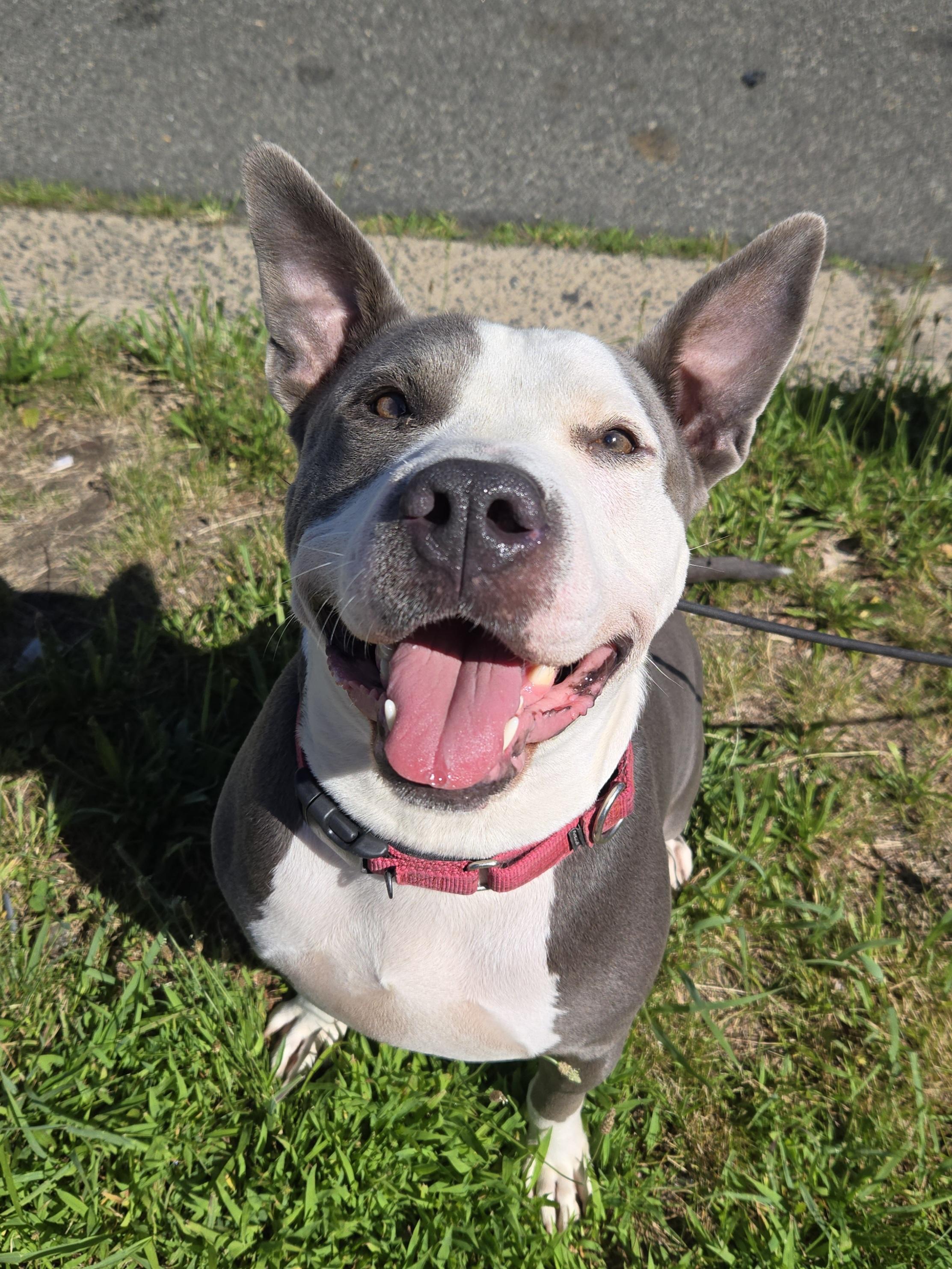 Enlarge Raekwon, a ADOPTABLE Pit Bull Terrier in Trenton, NJ image 1/1