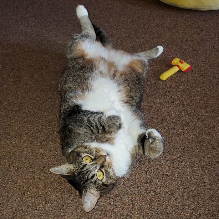 Kira, Adoptable, Senior Female Domestic Short Hair.