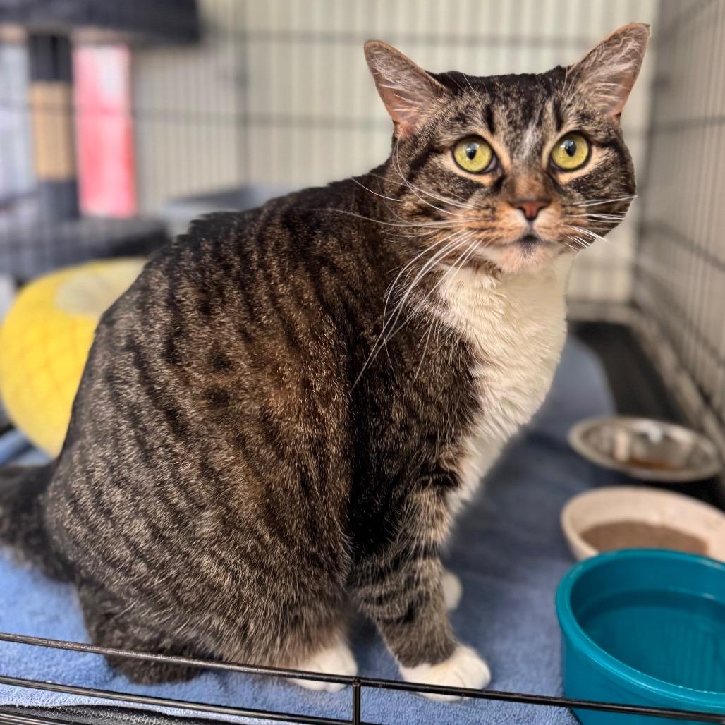 Kira, a Adoptable Domestic Short Hair in Easton, PA image 2/6