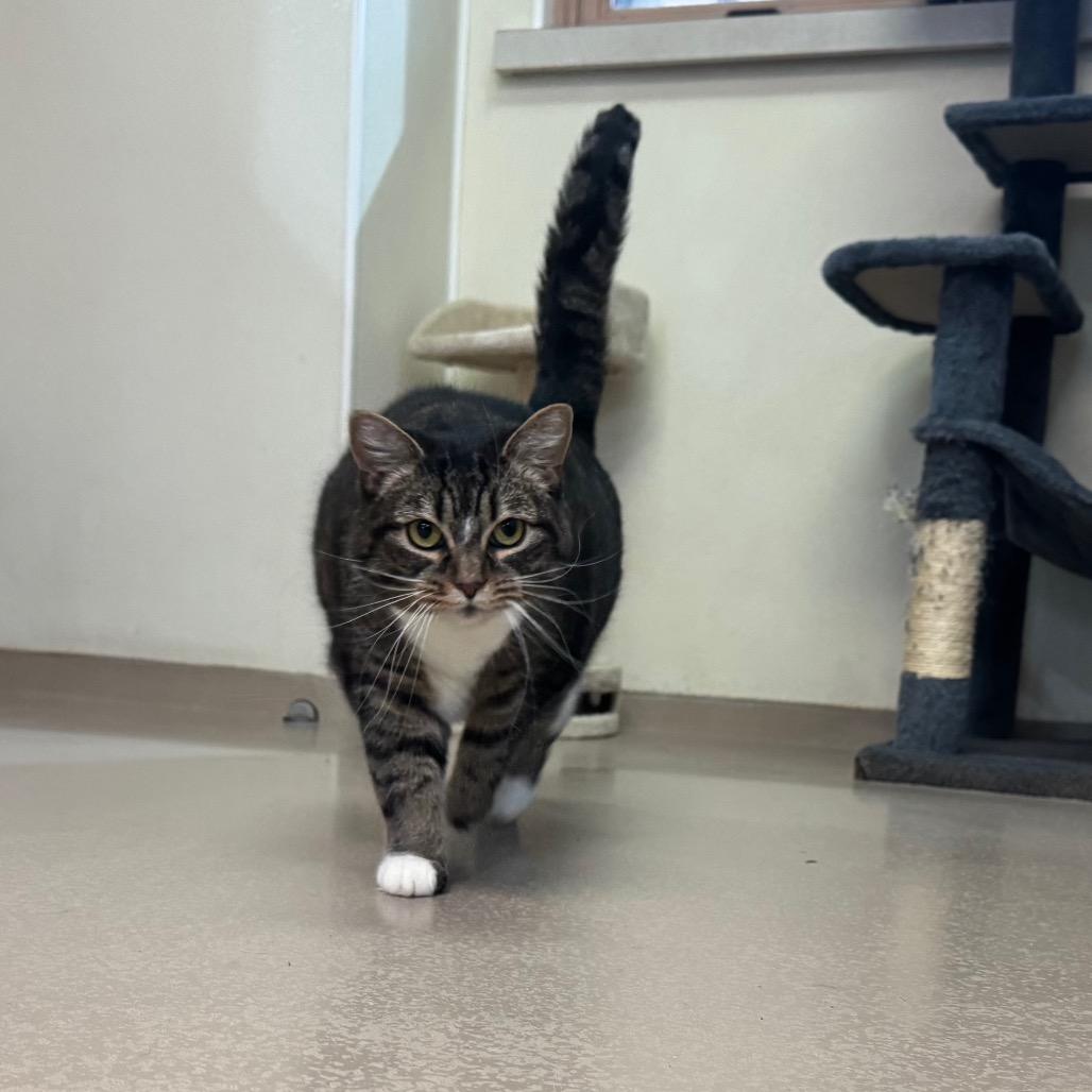 Kira, a Adoptable Domestic Short Hair in Easton, PA image 3/6