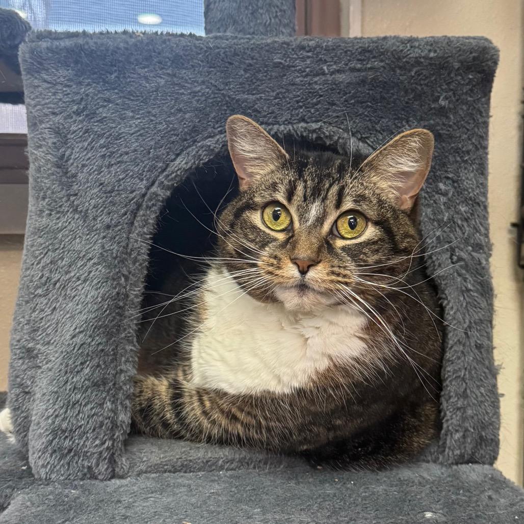 Kira, a Adoptable Domestic Short Hair in Easton, PA image 4/6