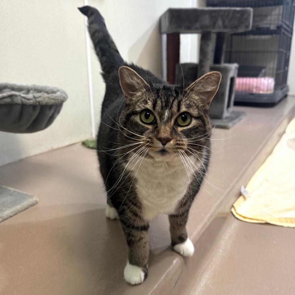 Kira, a Adoptable Domestic Short Hair in Easton, PA image 5/6