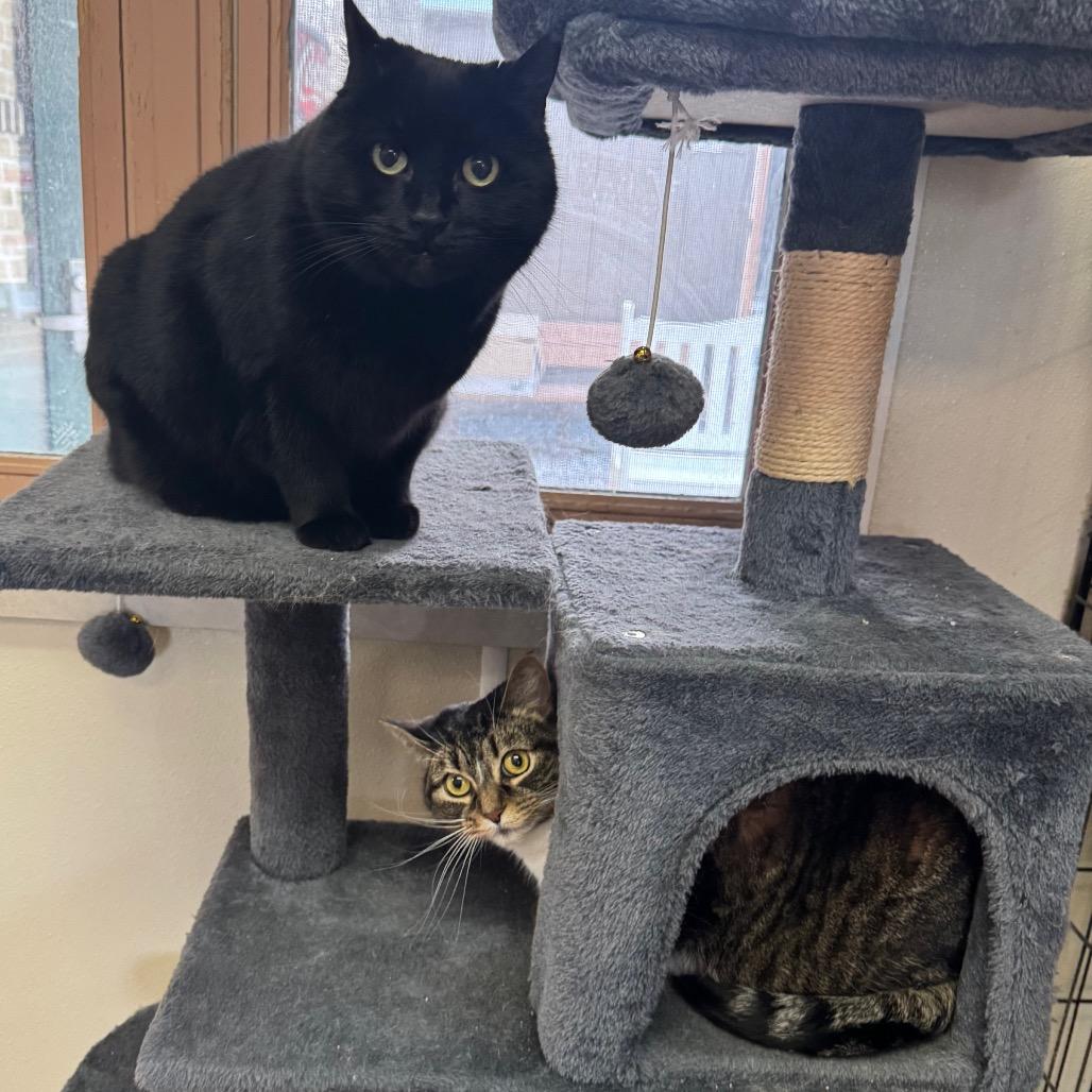 Kira, a Adoptable Domestic Short Hair in Easton, PA image 6/6