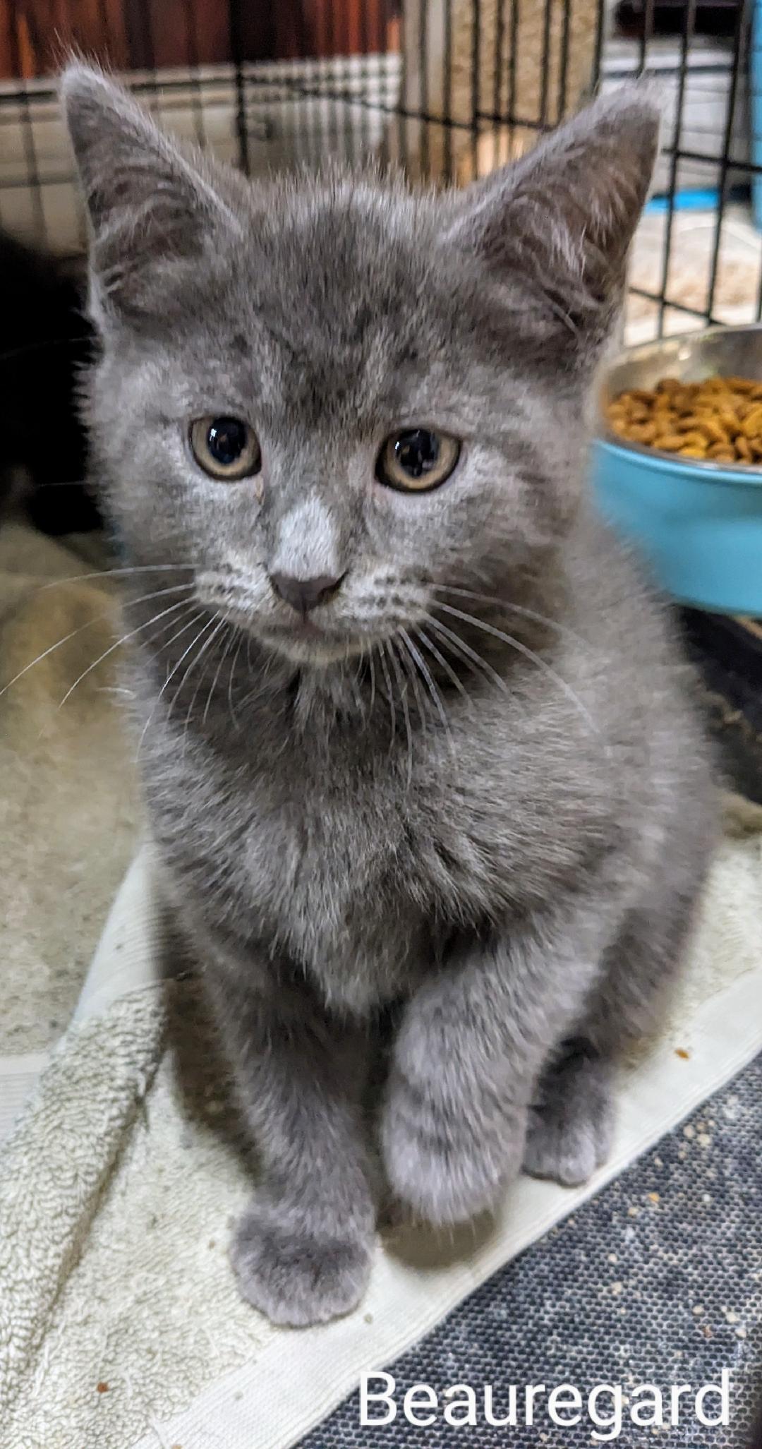Beauregard, a Adopted Domestic Short Hair in Binghamton, NY image 4/4