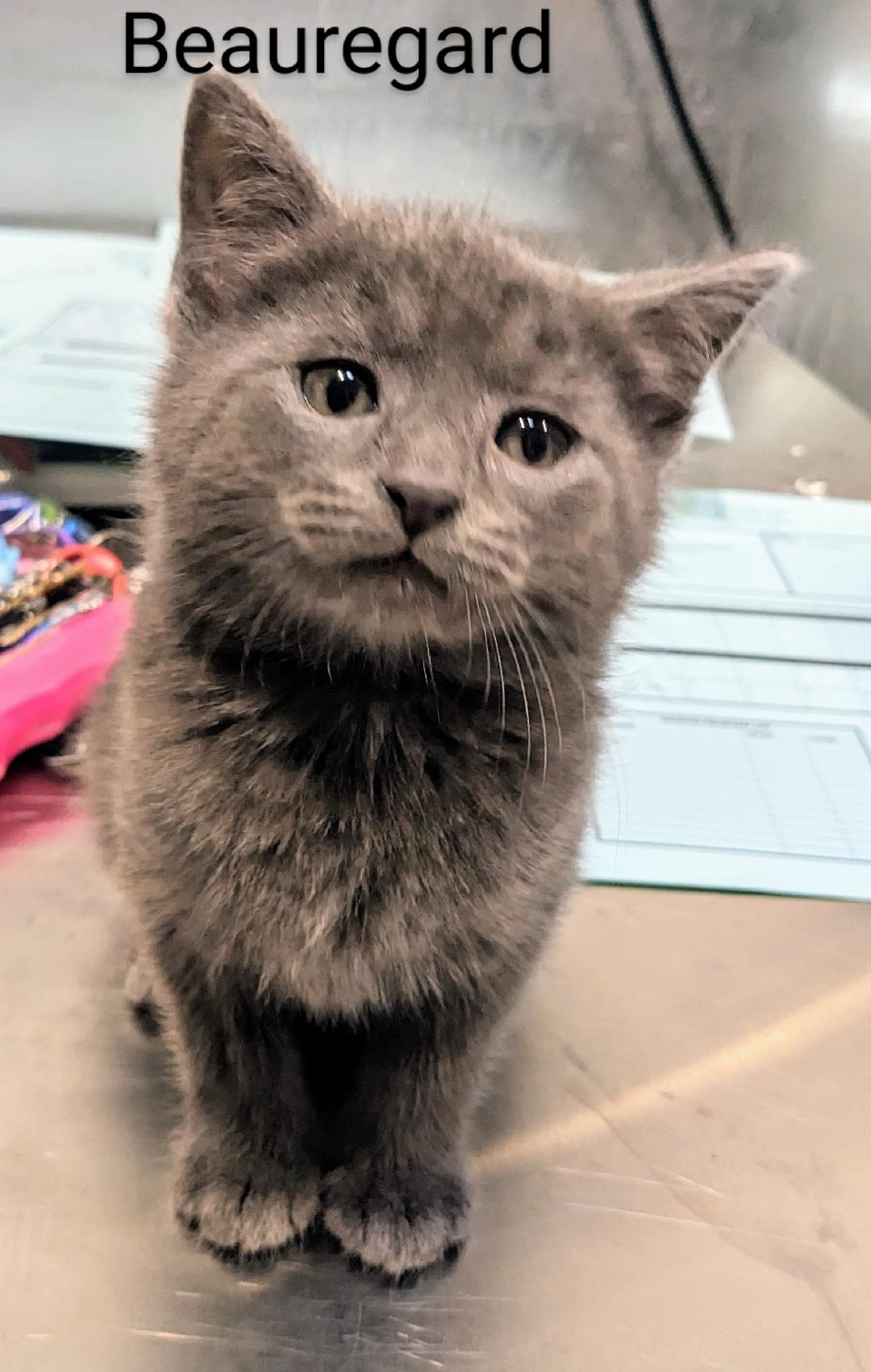 Beauregard, a Adopted Domestic Short Hair in Binghamton, NY image 2/4