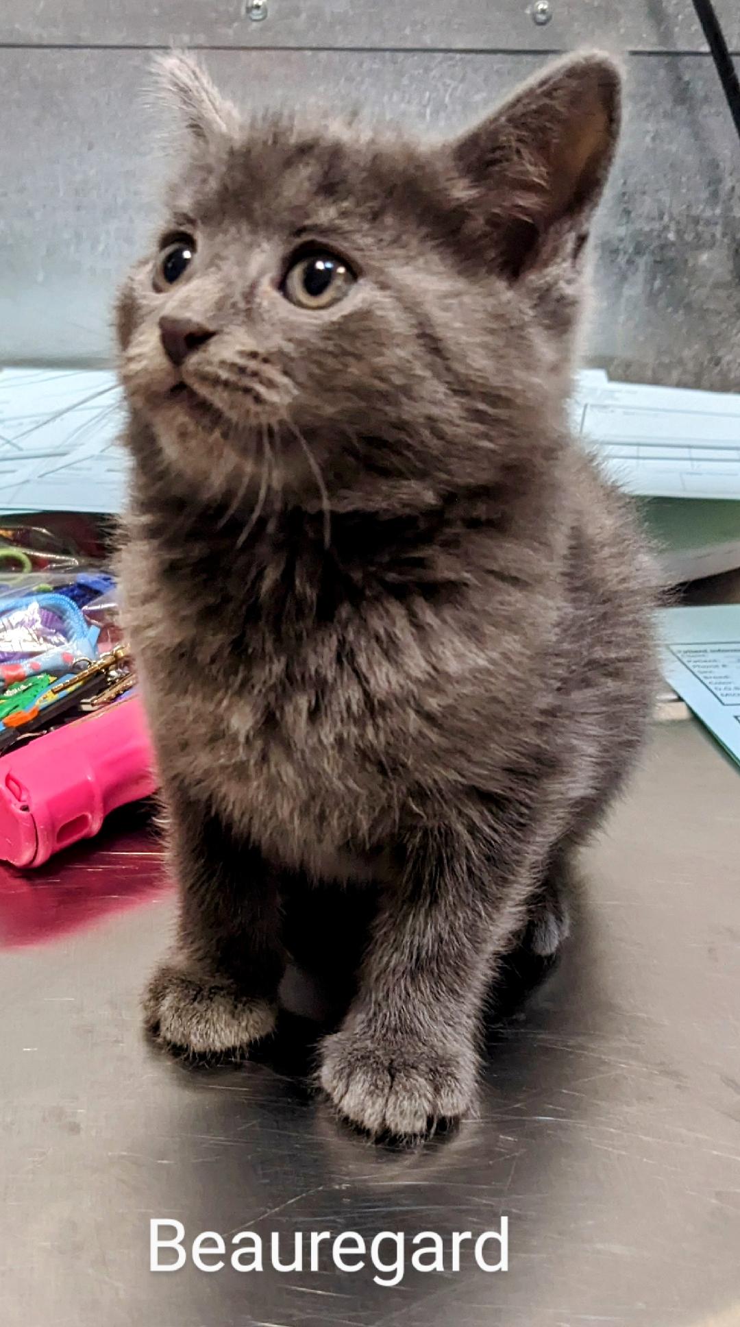 Beauregard, a Adopted Domestic Short Hair in Binghamton, NY image 3/4