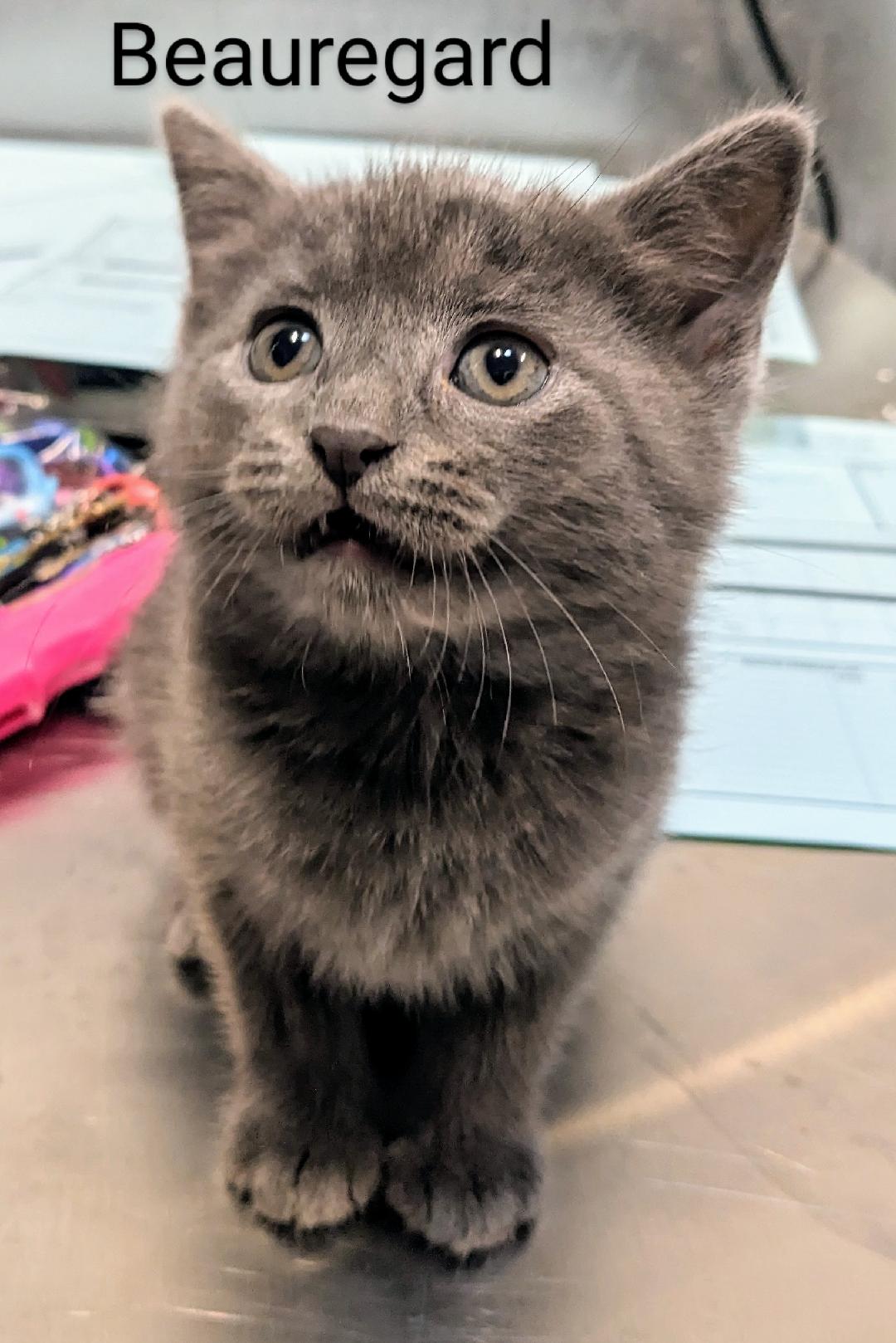 Beauregard, a Adopted Domestic Short Hair in Binghamton, NY image 1/4