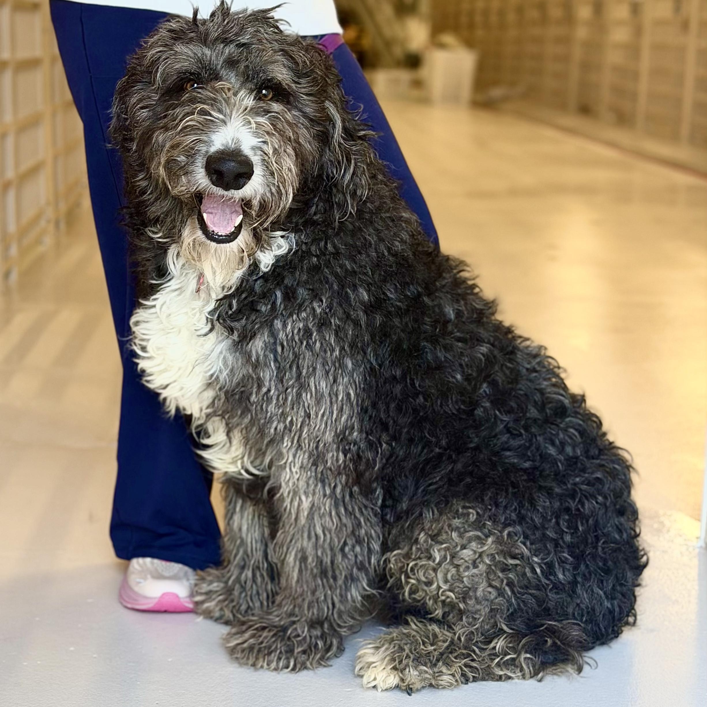 Peter, adopted, Adult Male Labradoodle.