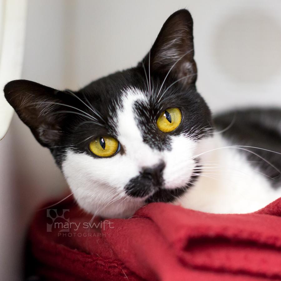 Charlie Catty, Adoptable, Adult Female Domestic Short Hair.