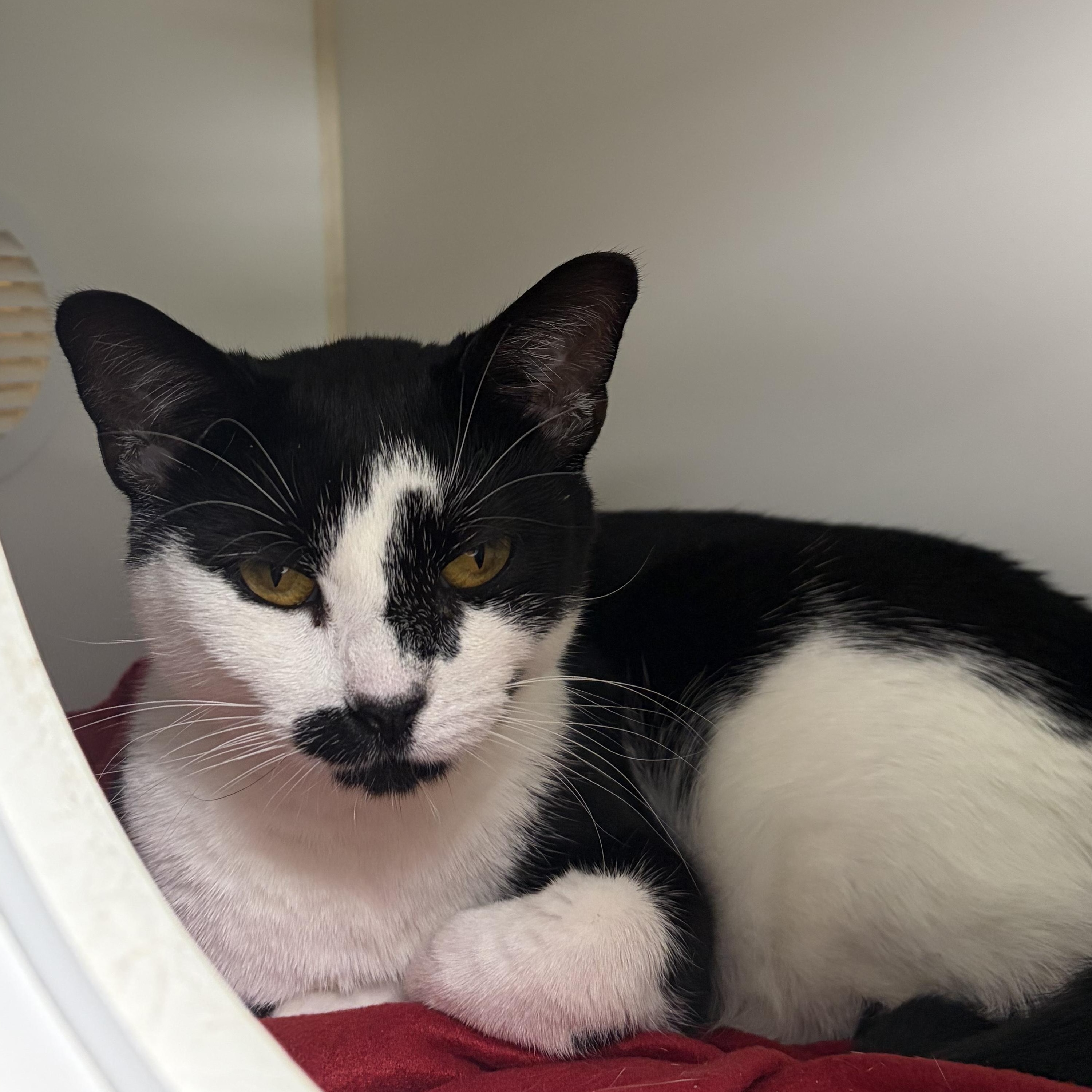 Enlarge Charlie Catty, a Adoptable Domestic Short Hair in Reisterstown, MD image 2/2