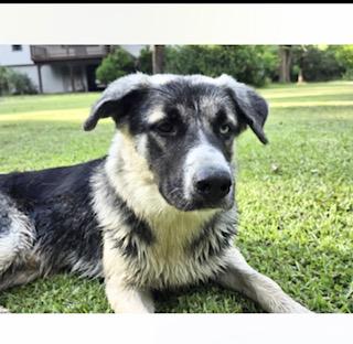 Sammy thumbnail 1