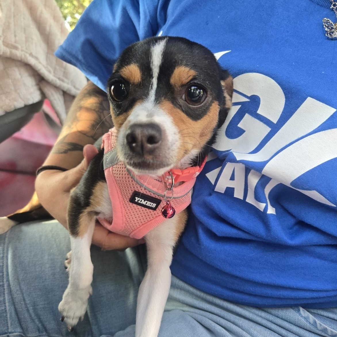 Enlarge Zylka, an adopted Chihuahua in Orlando, FL image 1/5