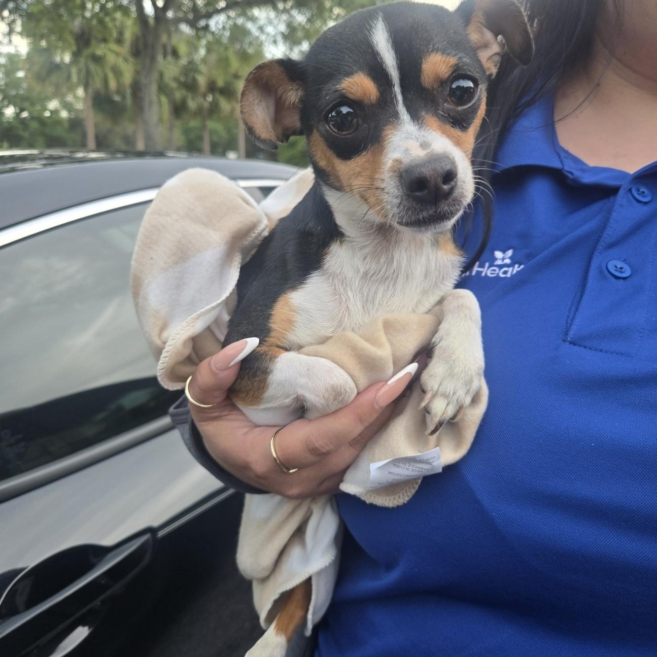 Enlarge Zylka, an adopted Chihuahua in Orlando, FL image 2/5