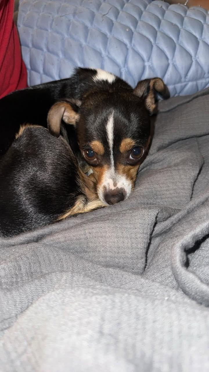 Enlarge Zylka, an adopted Chihuahua in Orlando, FL image 4/5