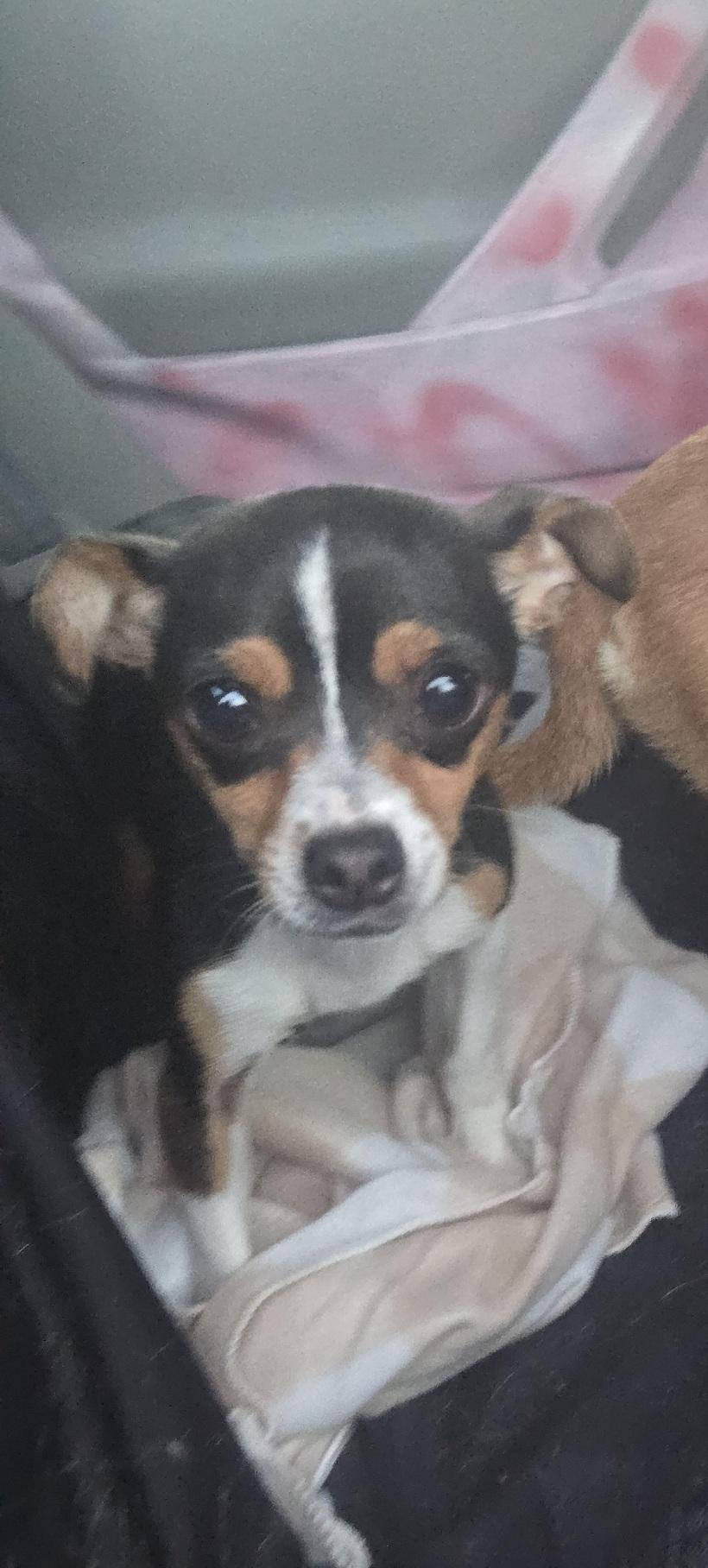 Enlarge Zylka, an adopted Chihuahua in Orlando, FL image 3/5