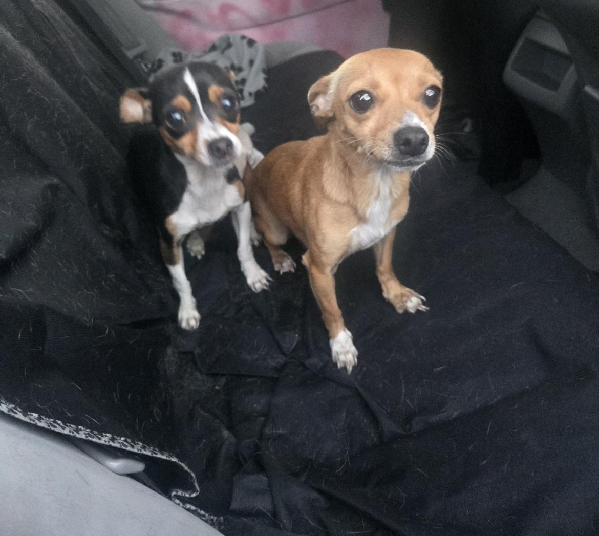 Enlarge Zylka, an adopted Chihuahua in Orlando, FL image 5/5