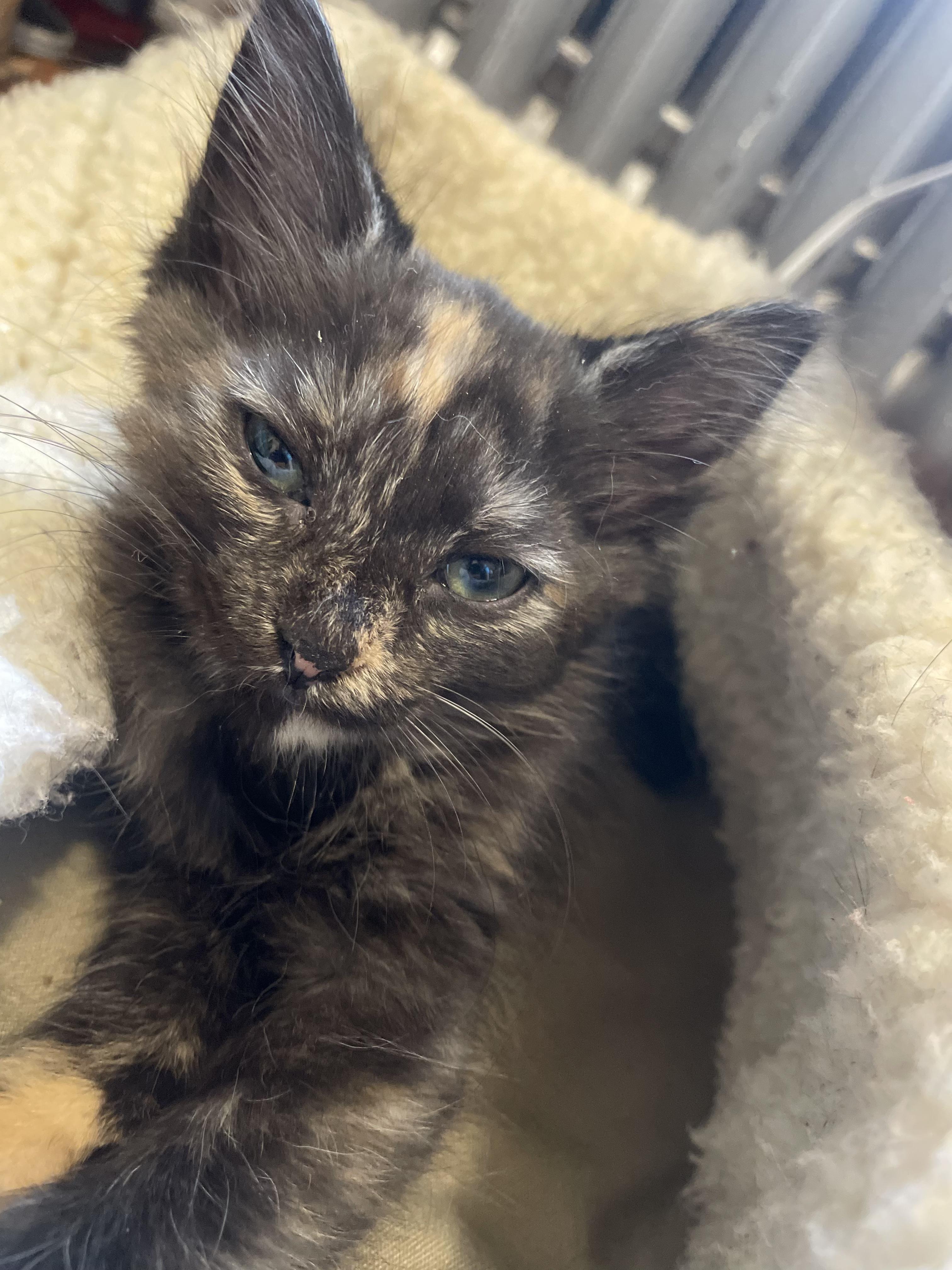 Enlarge Peach, an adopted mixed breed in Cincinnati, OH image 5/6