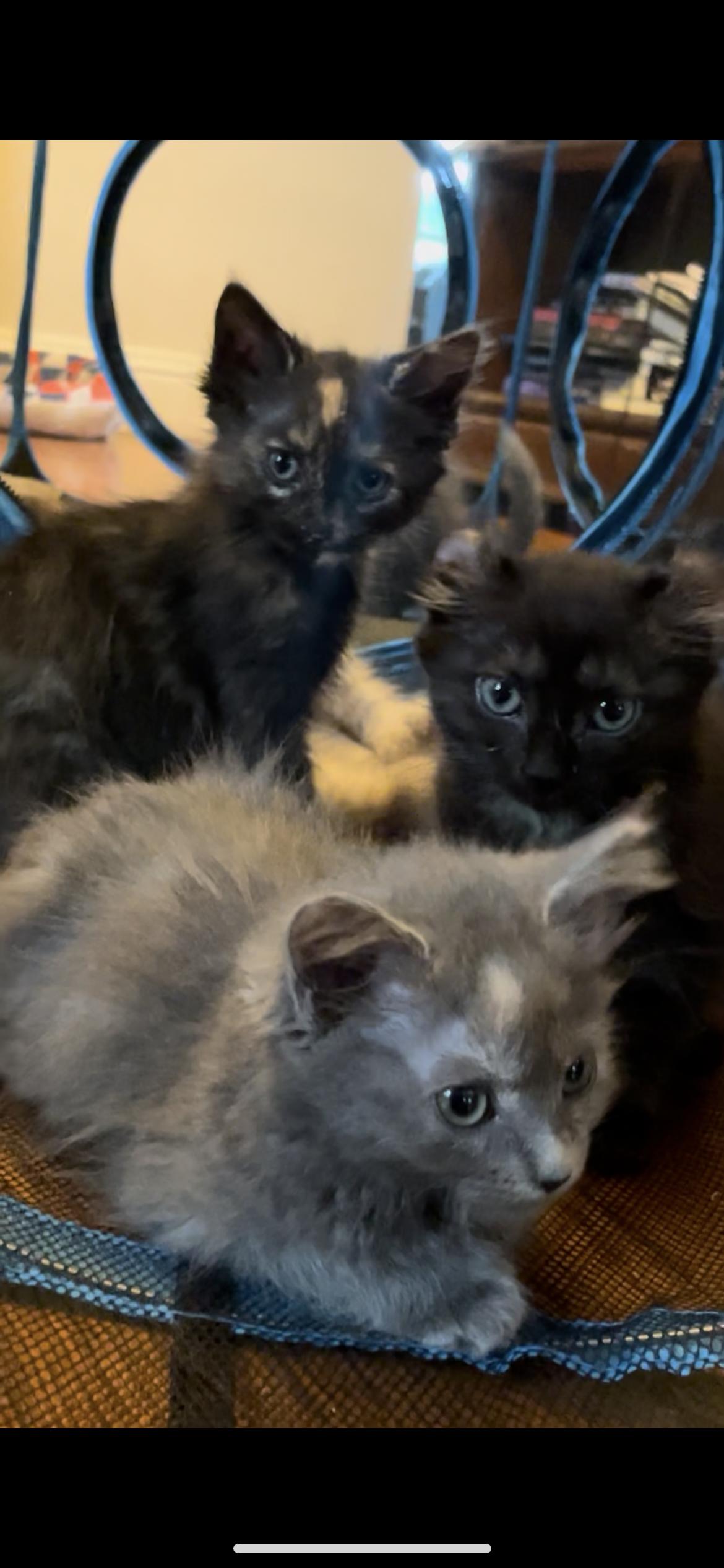 Enlarge Peach, an adopted mixed breed in Cincinnati, OH image 6/6