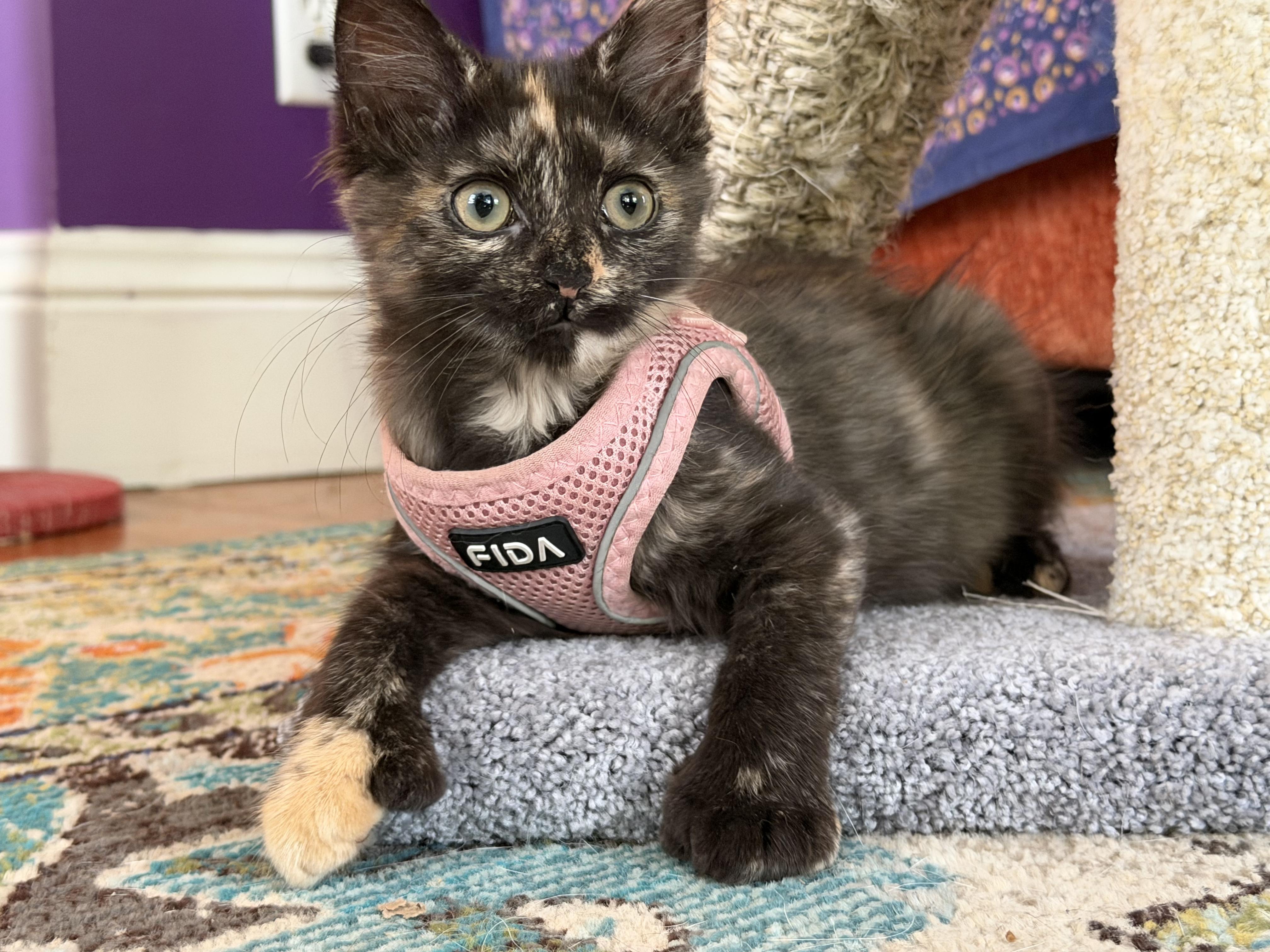 Peach, adopted, Kitten Female Tortoiseshell & Domestic Medium Hair.