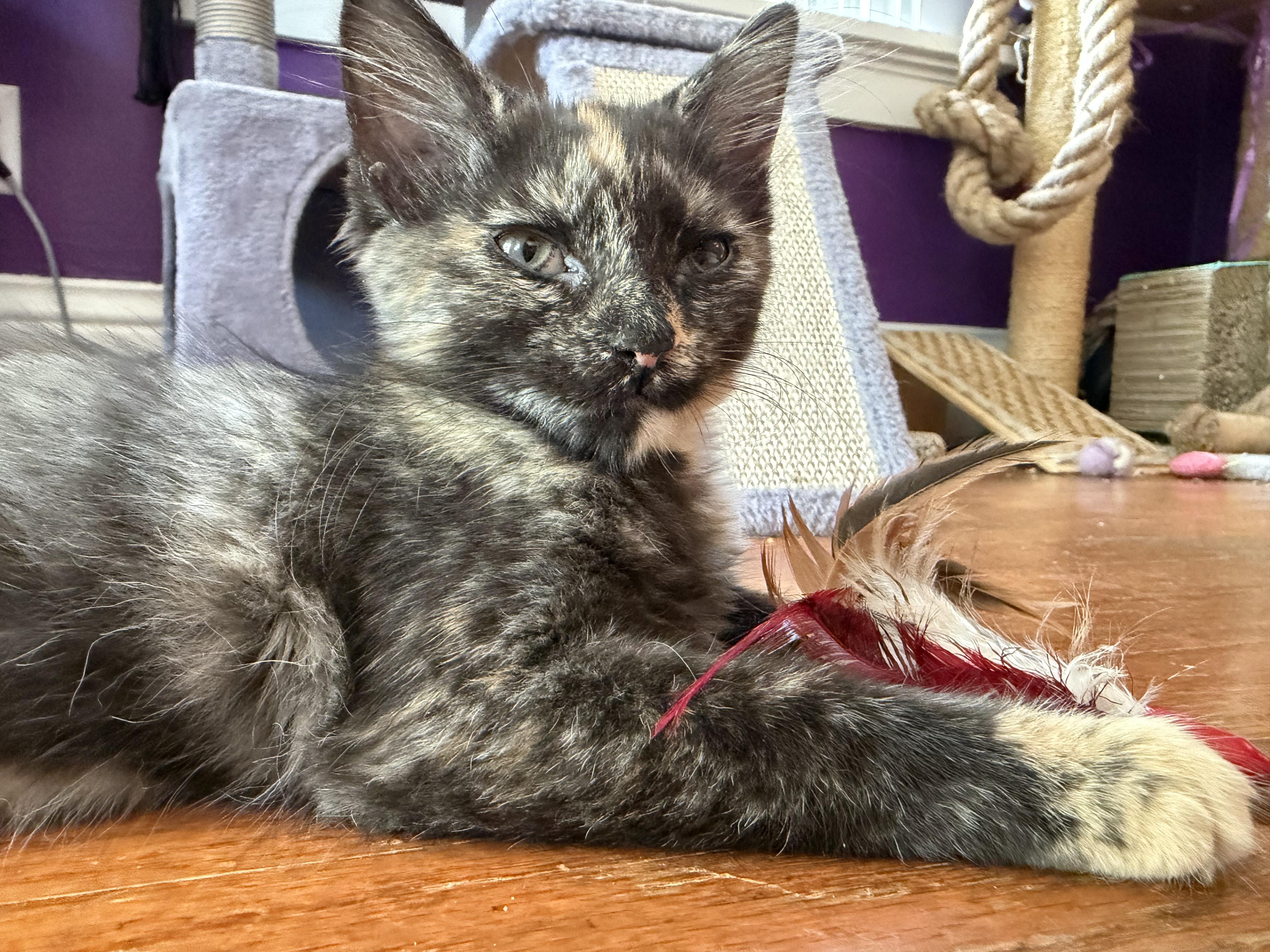 Enlarge Peach, an adopted mixed breed in Cincinnati, OH image 2/6