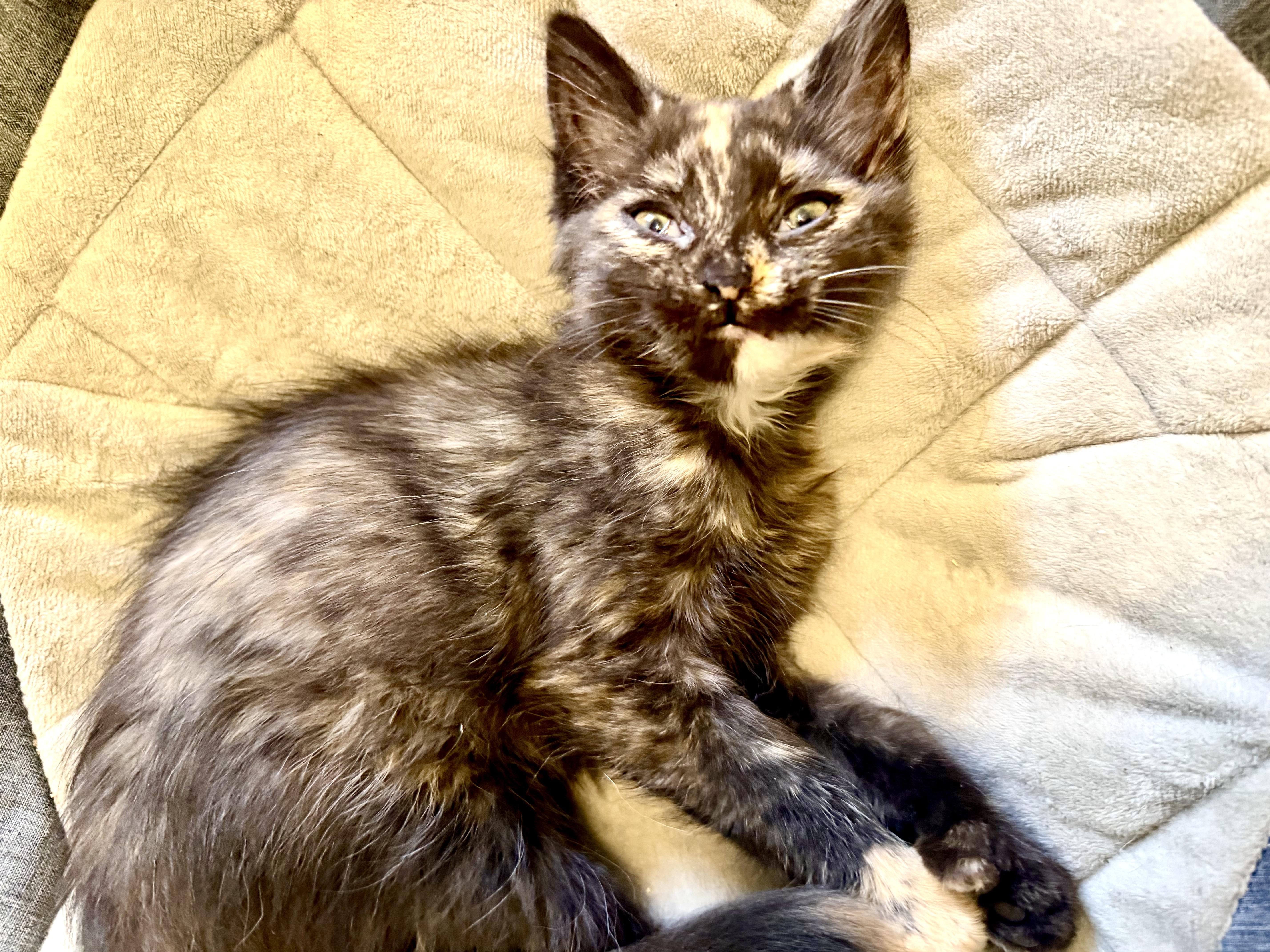 Enlarge Peach, an adopted mixed breed in Cincinnati, OH image 3/6