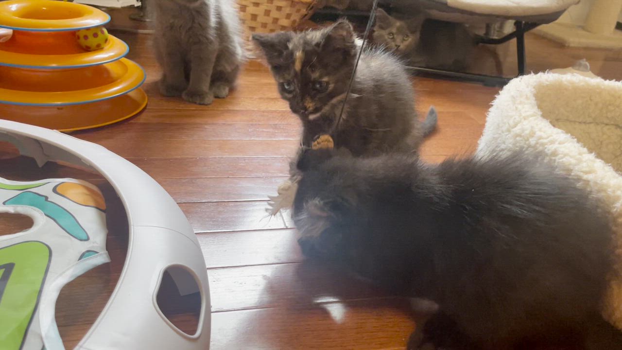 Enlarge Peach, an adopted mixed breed in Cincinnati, OH video 4/6