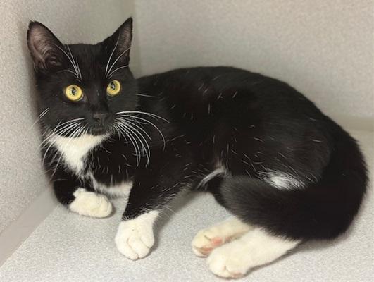 Cats and Kittens, Adoptable, Adult Female Domestic Short Hair.