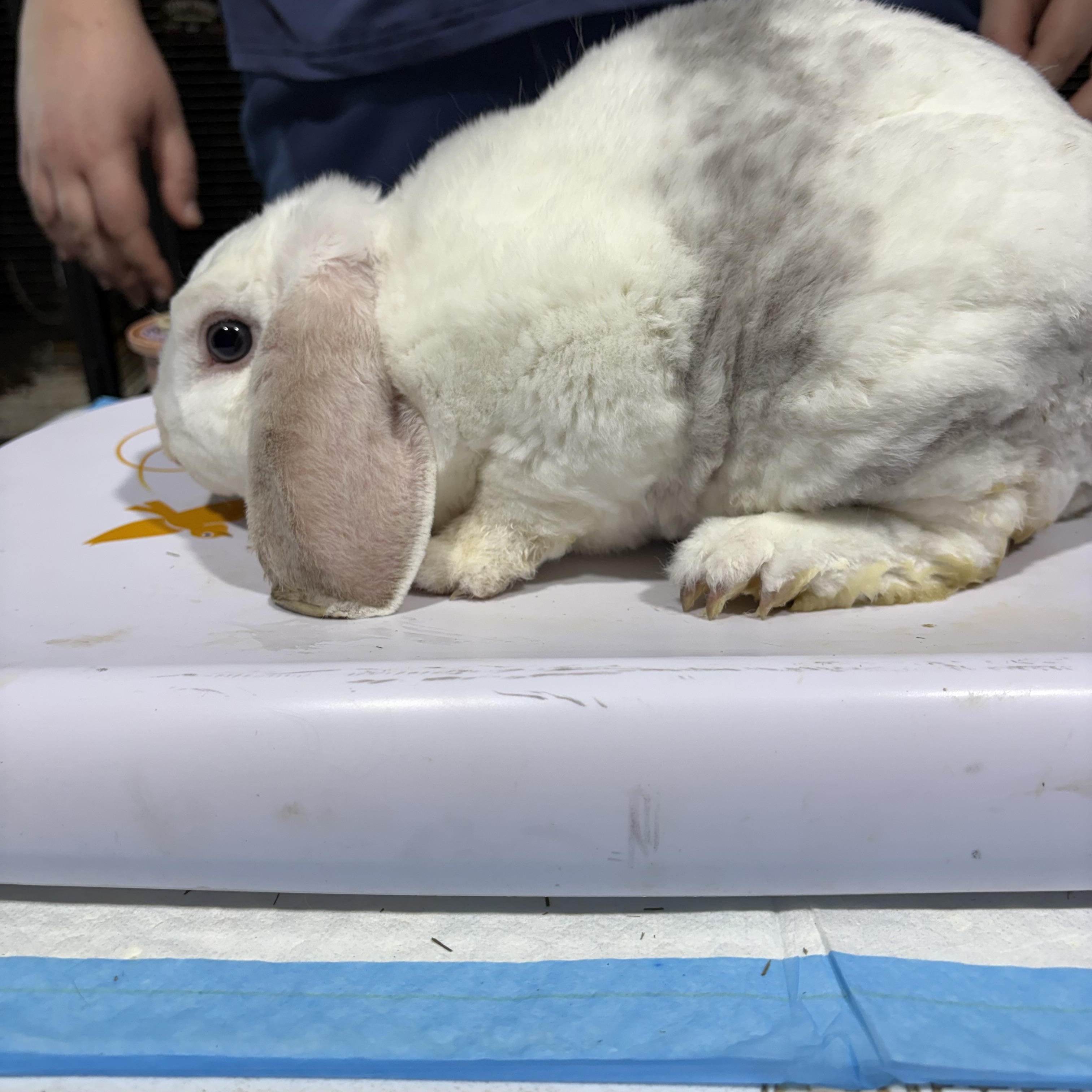 Sterling , a ADOPTABLE mixed breed in Howell, NJ image 2/2