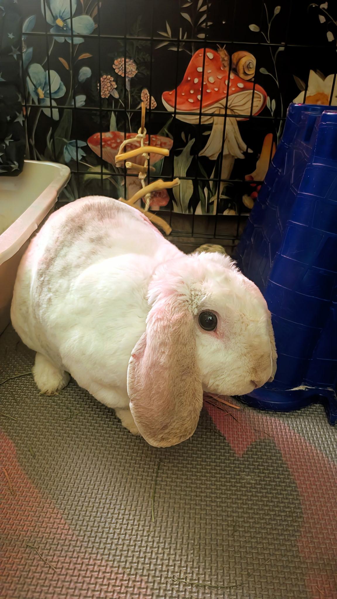 Sterling , ADOPTABLE, Young Male Rex & Mini Lop.