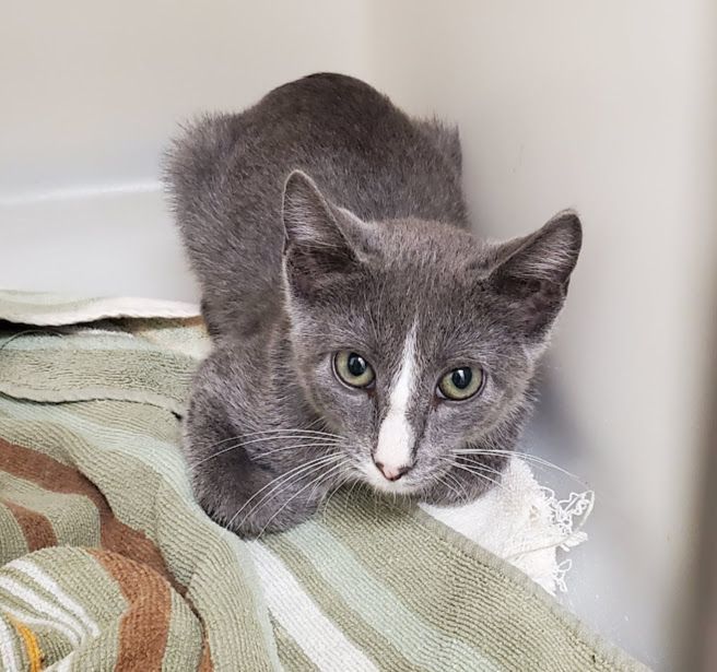 Revali, Adoptable, Young Male Domestic Short Hair.